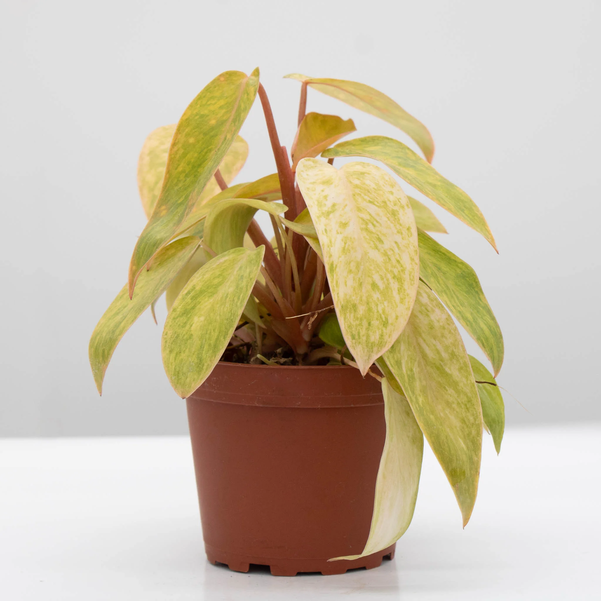 Philodendron Painted Lady | Philodendron erubescens 'Painted Lady' 4" - Image 2
