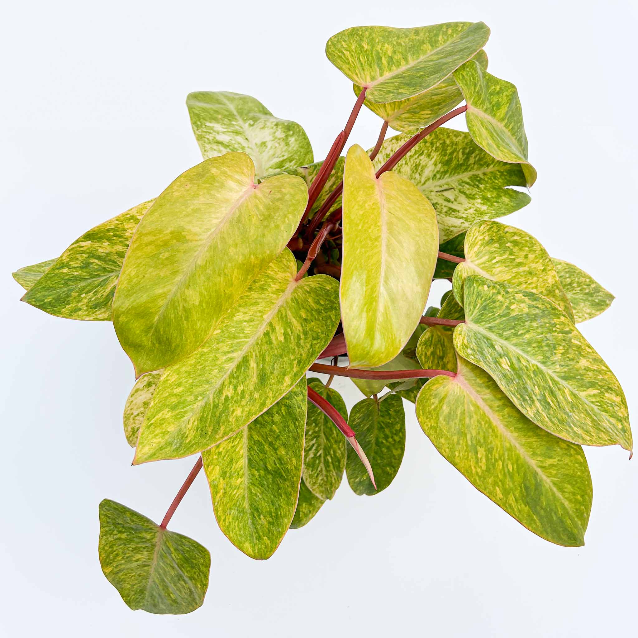 Philodendron Painted Lady | Philodendron erubesce 5.39” 'Painted Lady' large