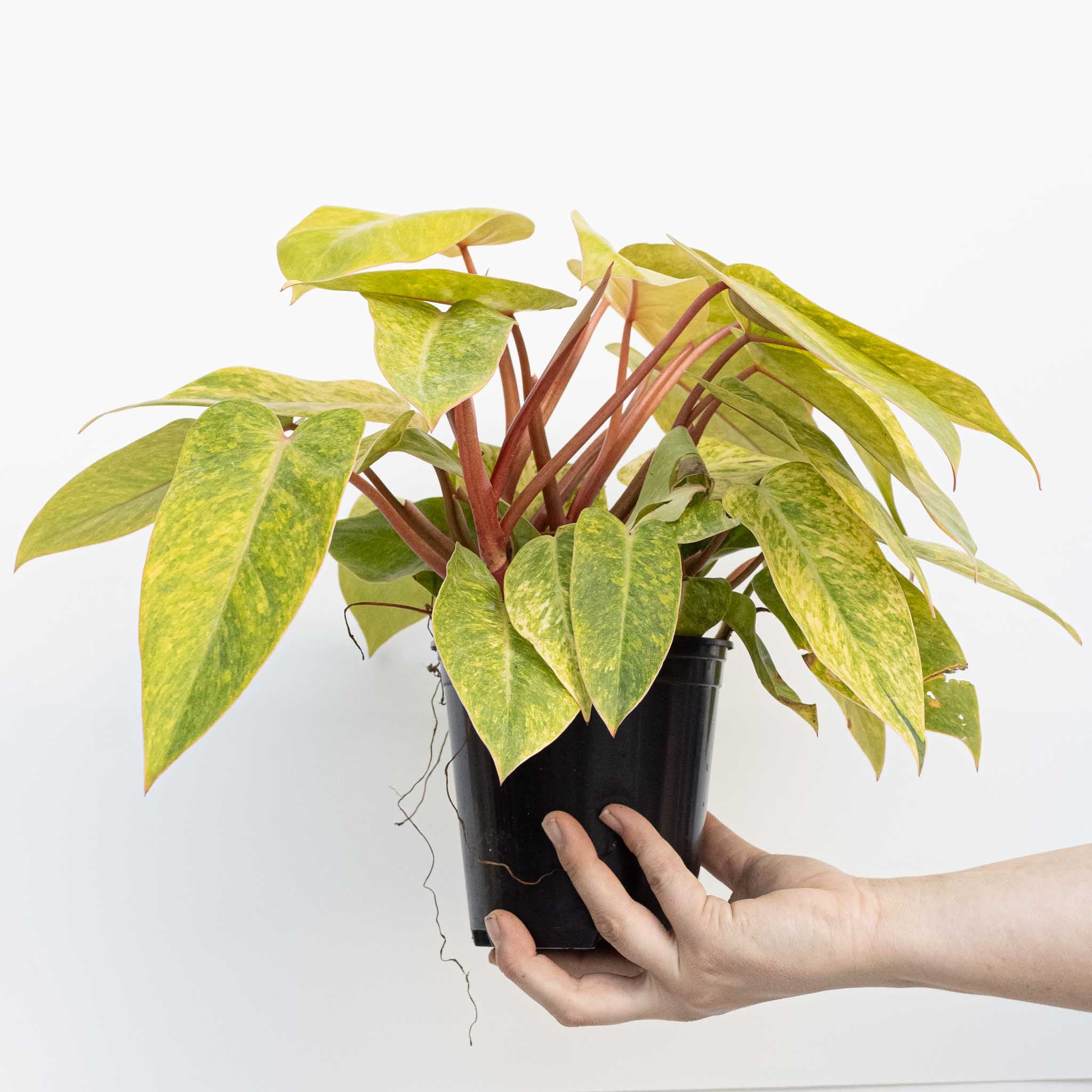 Philodendron Painted Lady | Philodendron erubesce 5.39” 'Painted Lady' large - Image 2