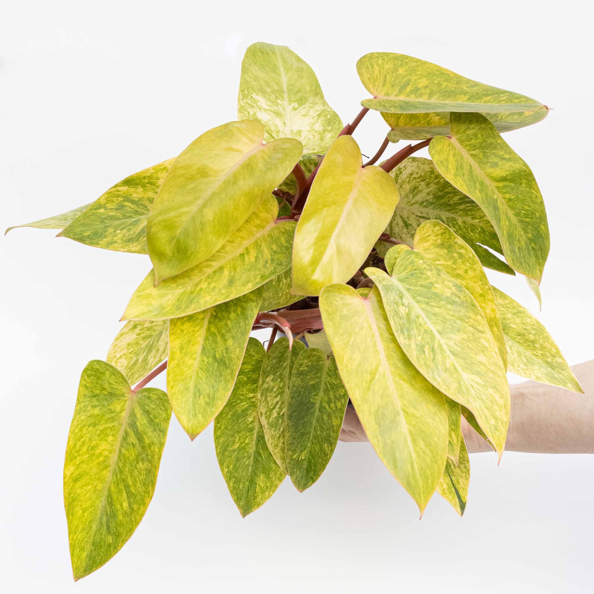 Philodendron Painted Lady | Philodendron erubesce 5.39” 'Painted Lady' large - Image 3