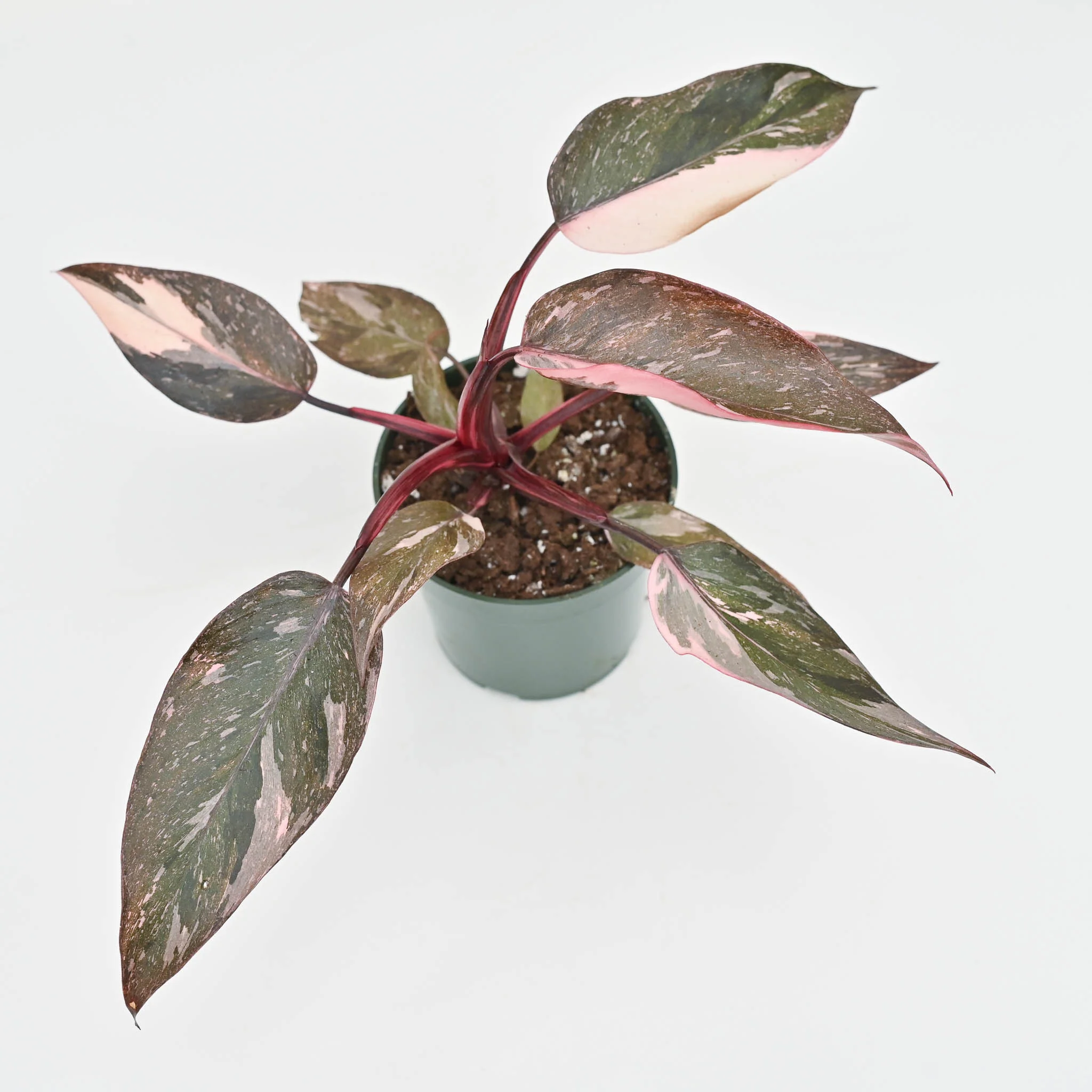 Philodendron Pink Princess 'Marble'