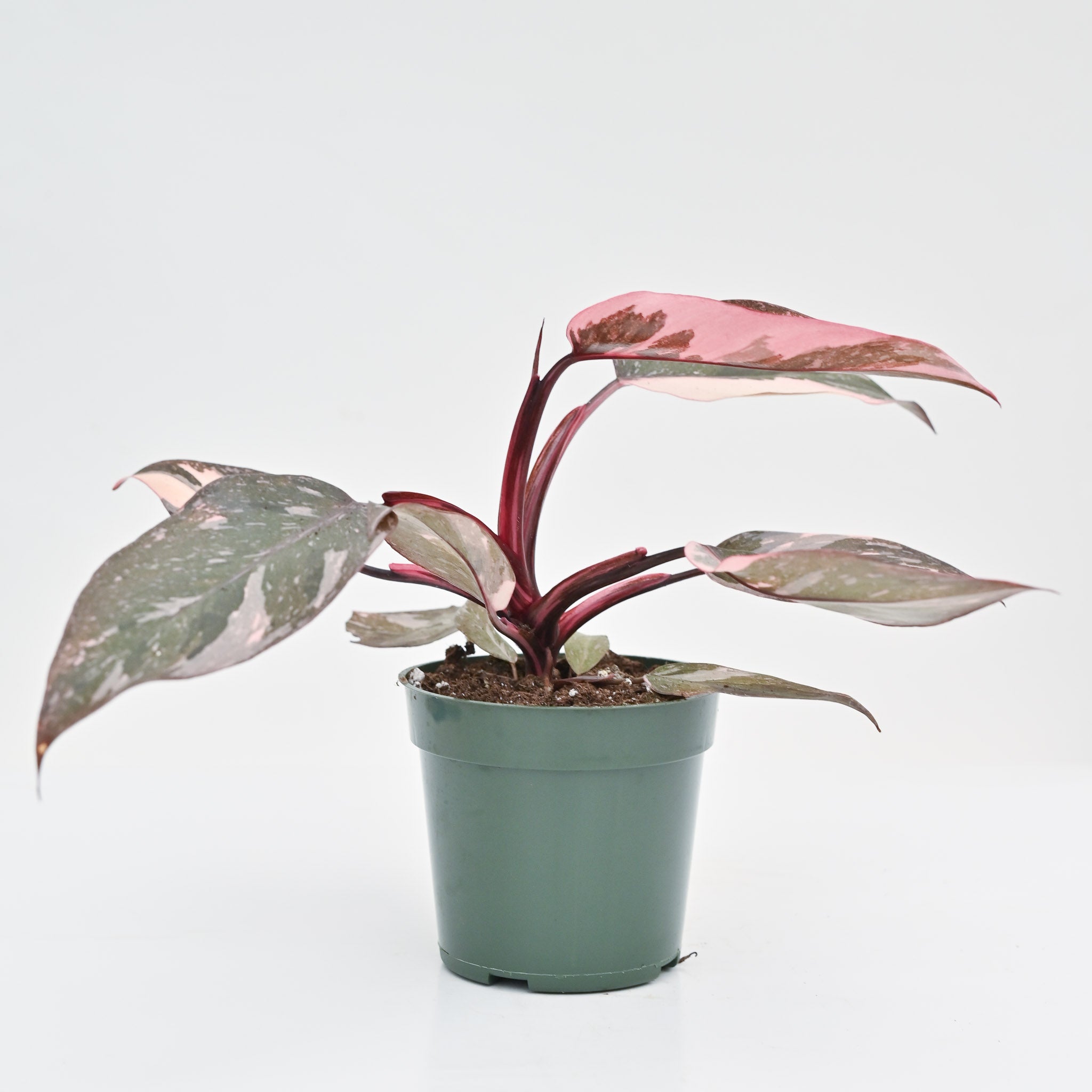 Philodendron Pink Princess 'Marble' - Image 2