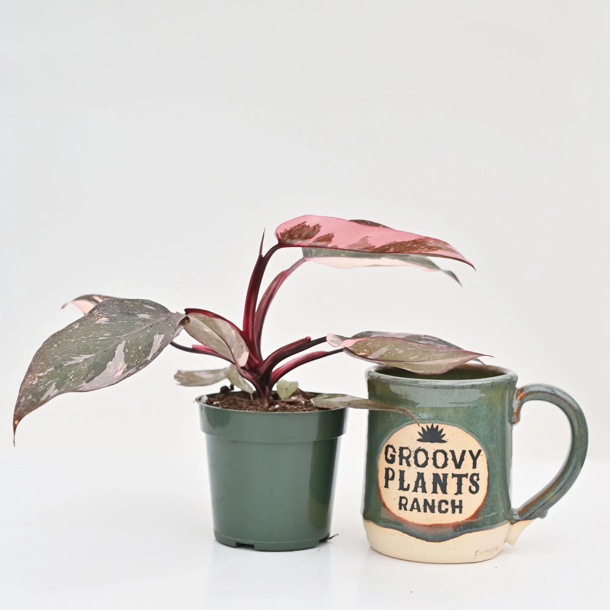 Philodendron Pink Princess 'Marble' - Image 3