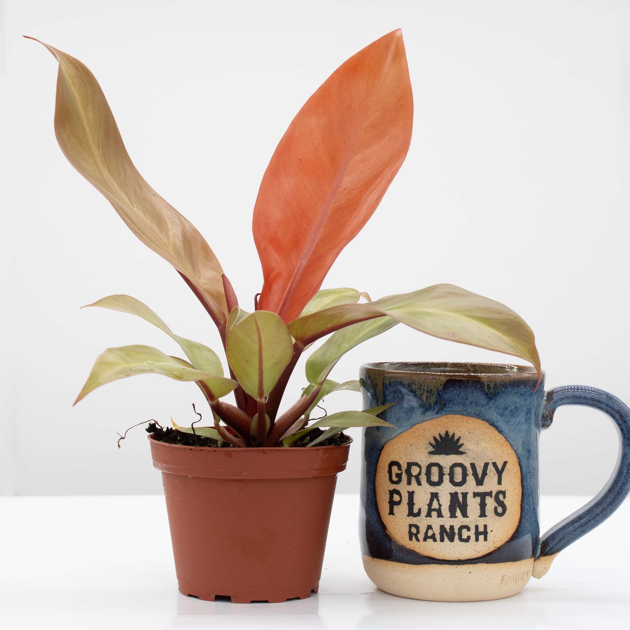 Philodendron Prince of Orange | Philodendron erubescens 'Prince of Orange' - Image 2
