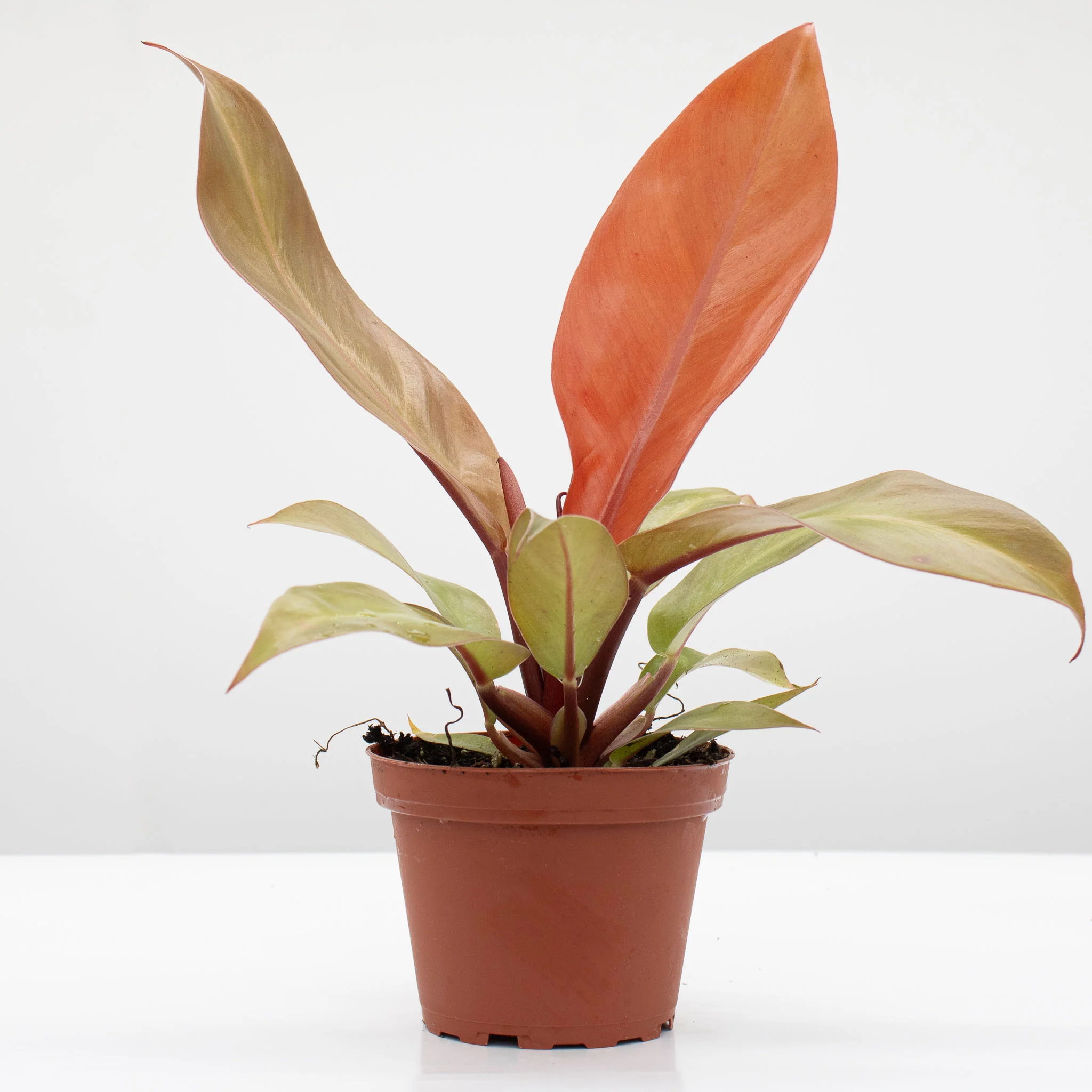 Philodendron Prince of Orange | Philodendron erubescens 'Prince of Orange' - Image 3