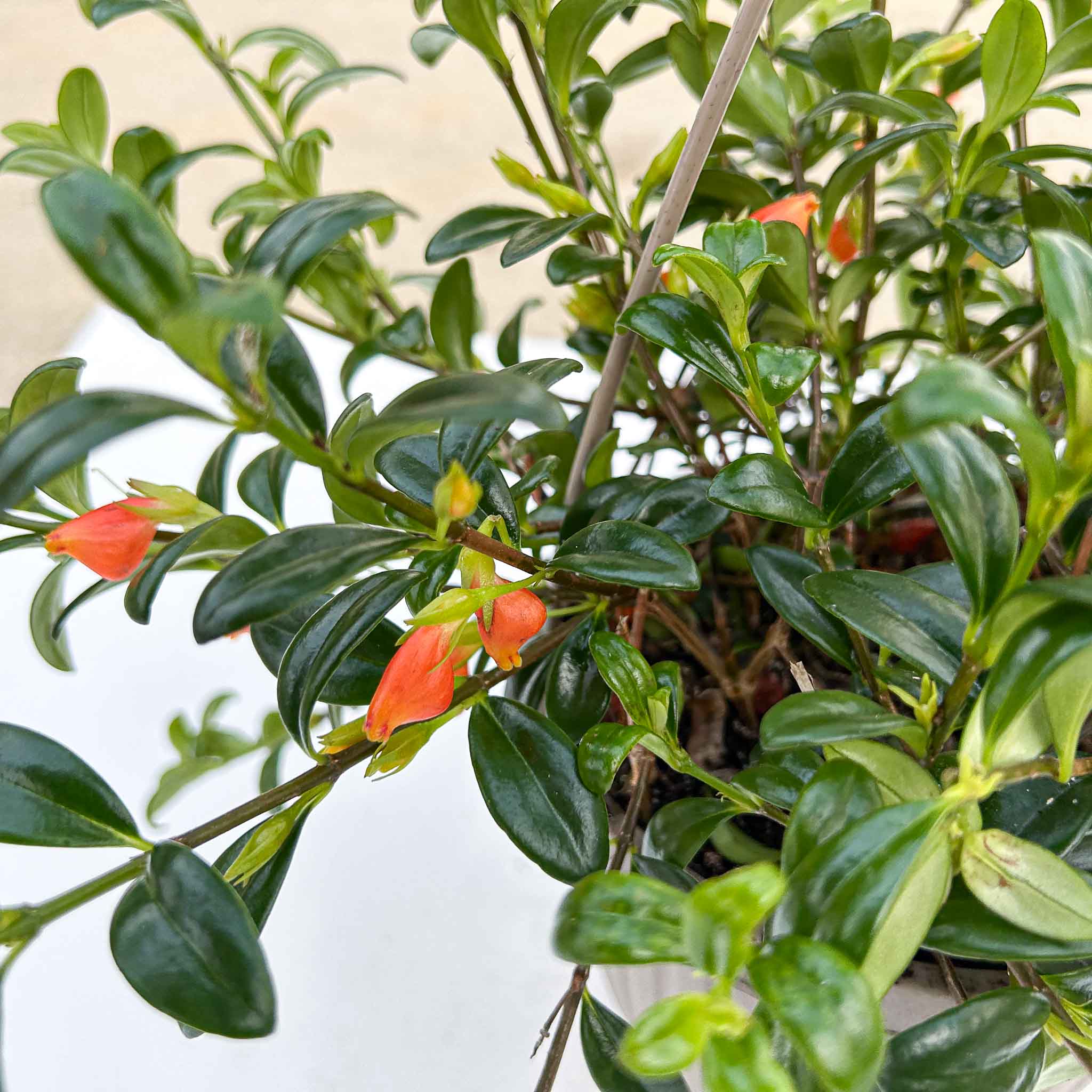 Goldfish Plant | Columnea banksii - Image 3