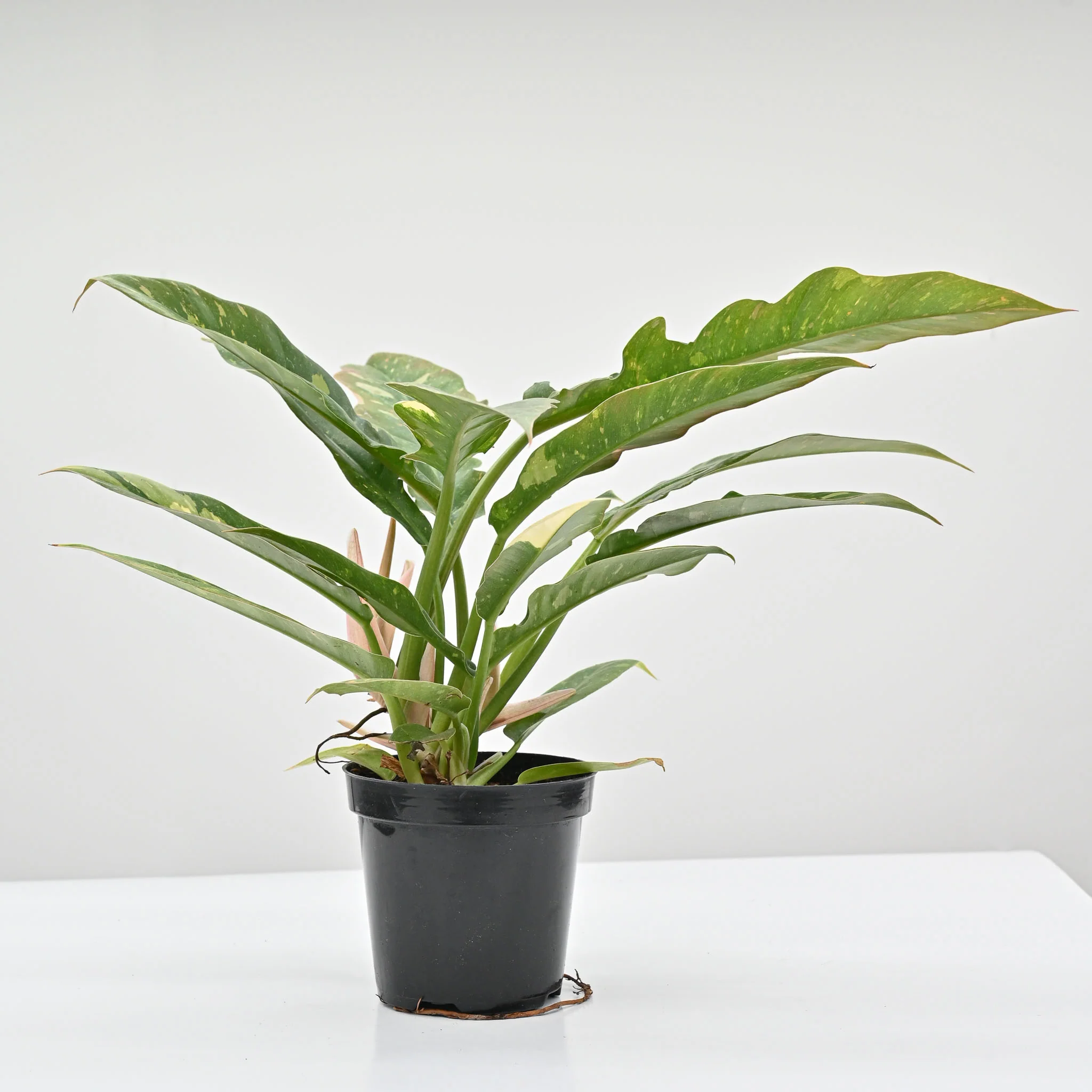 Philodendron Ring of Fire - Image 2
