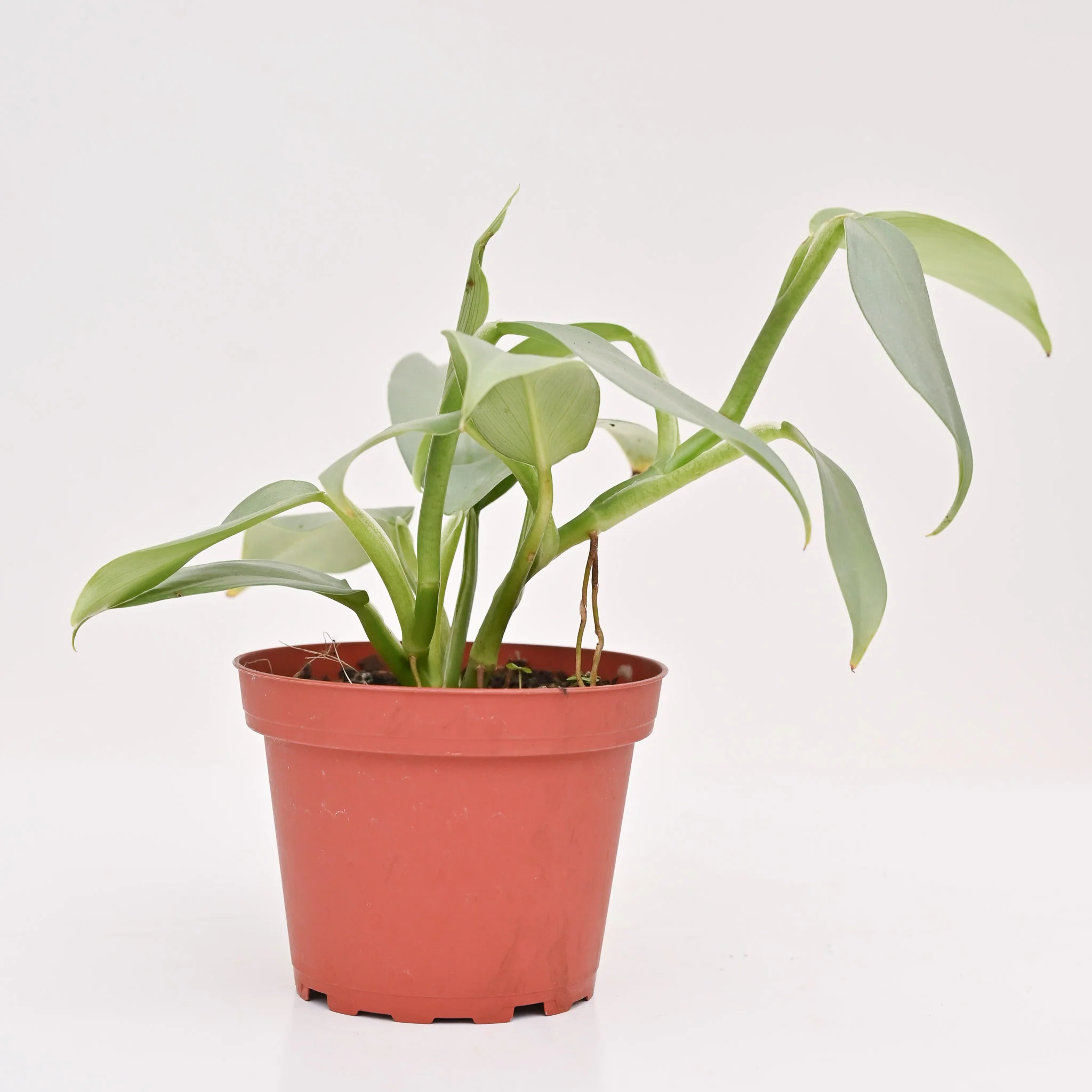 Philodendron 'Silver Sword' - Image 2