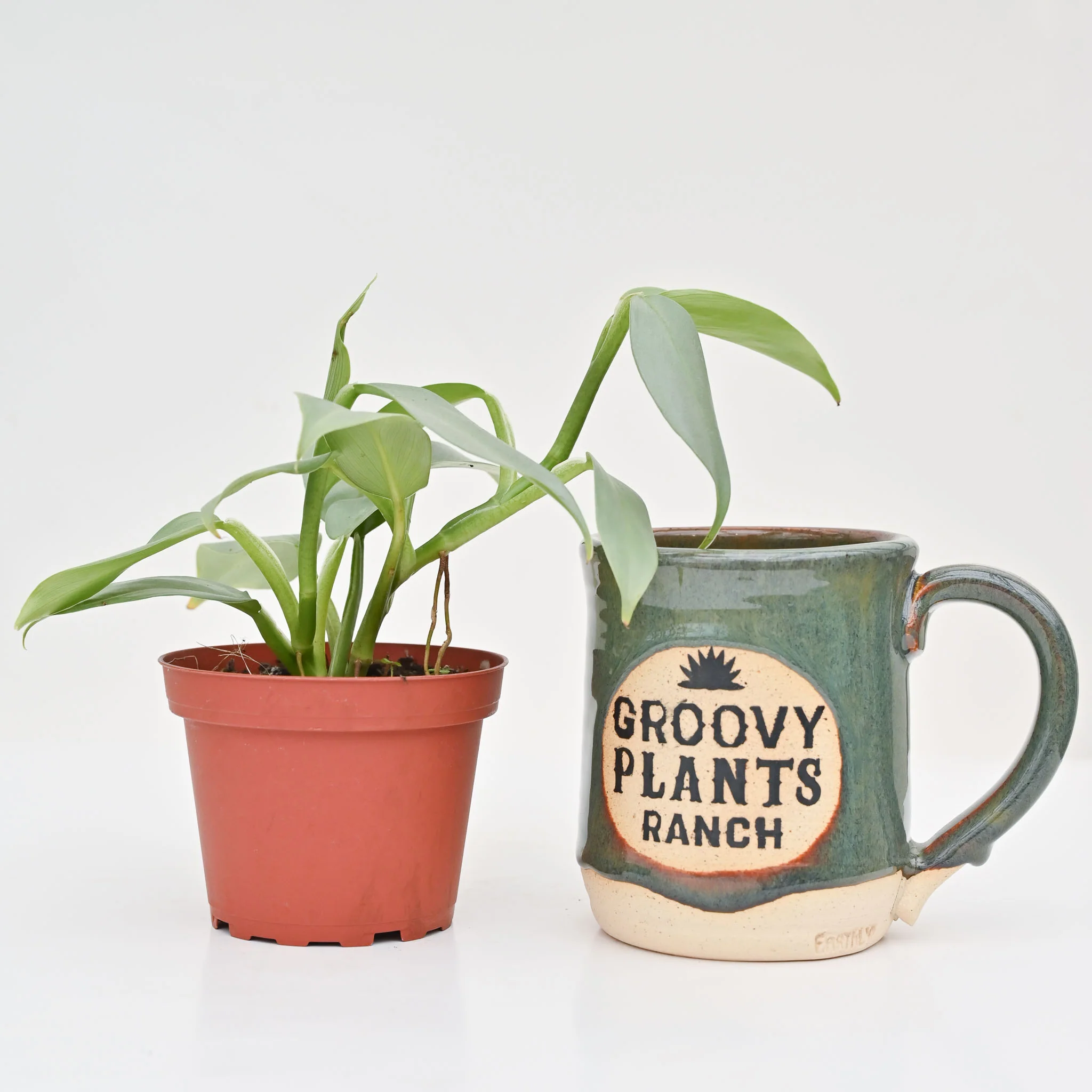 Philodendron 'Silver Sword' - Image 3