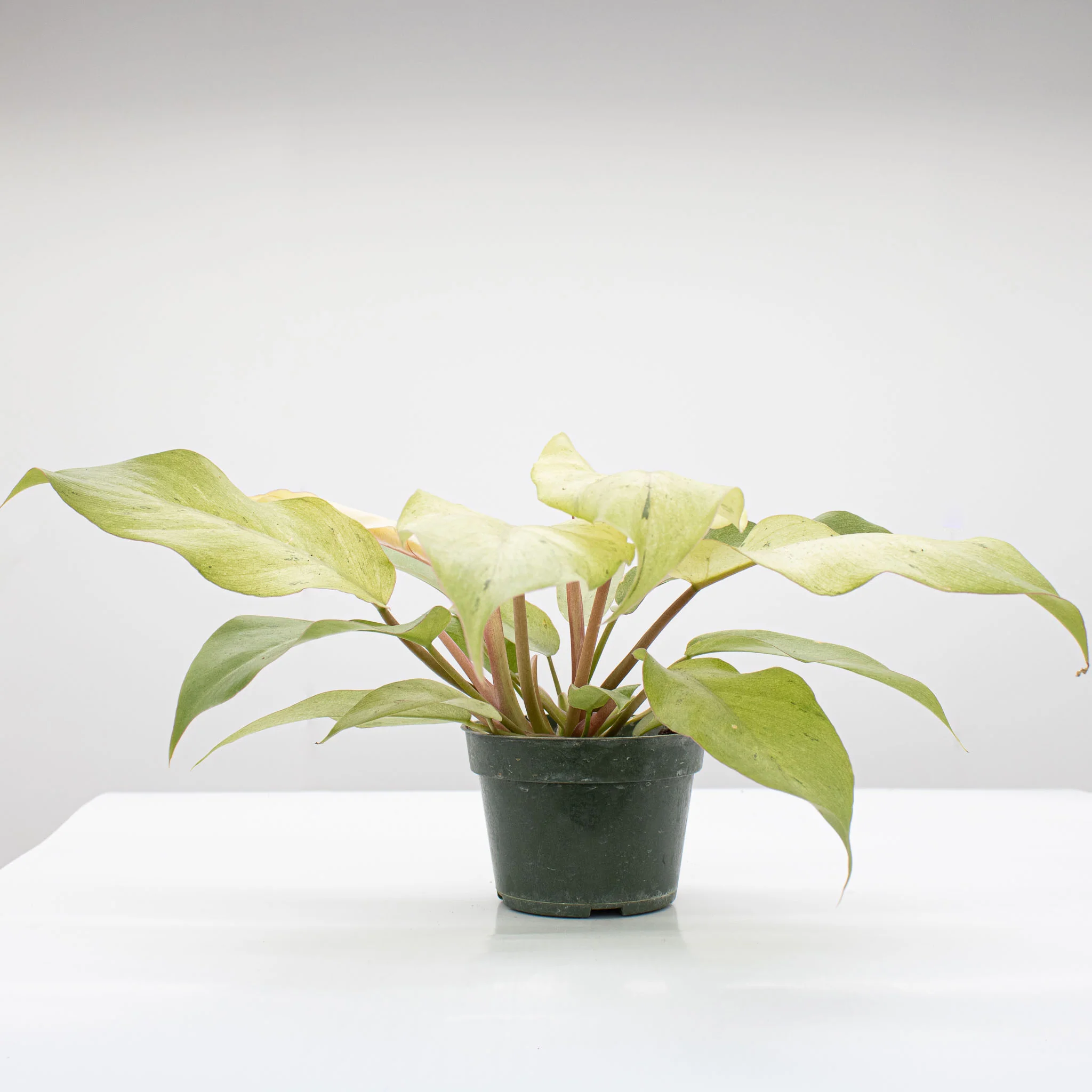 Philodendron 'Snowdrift' - Image 3