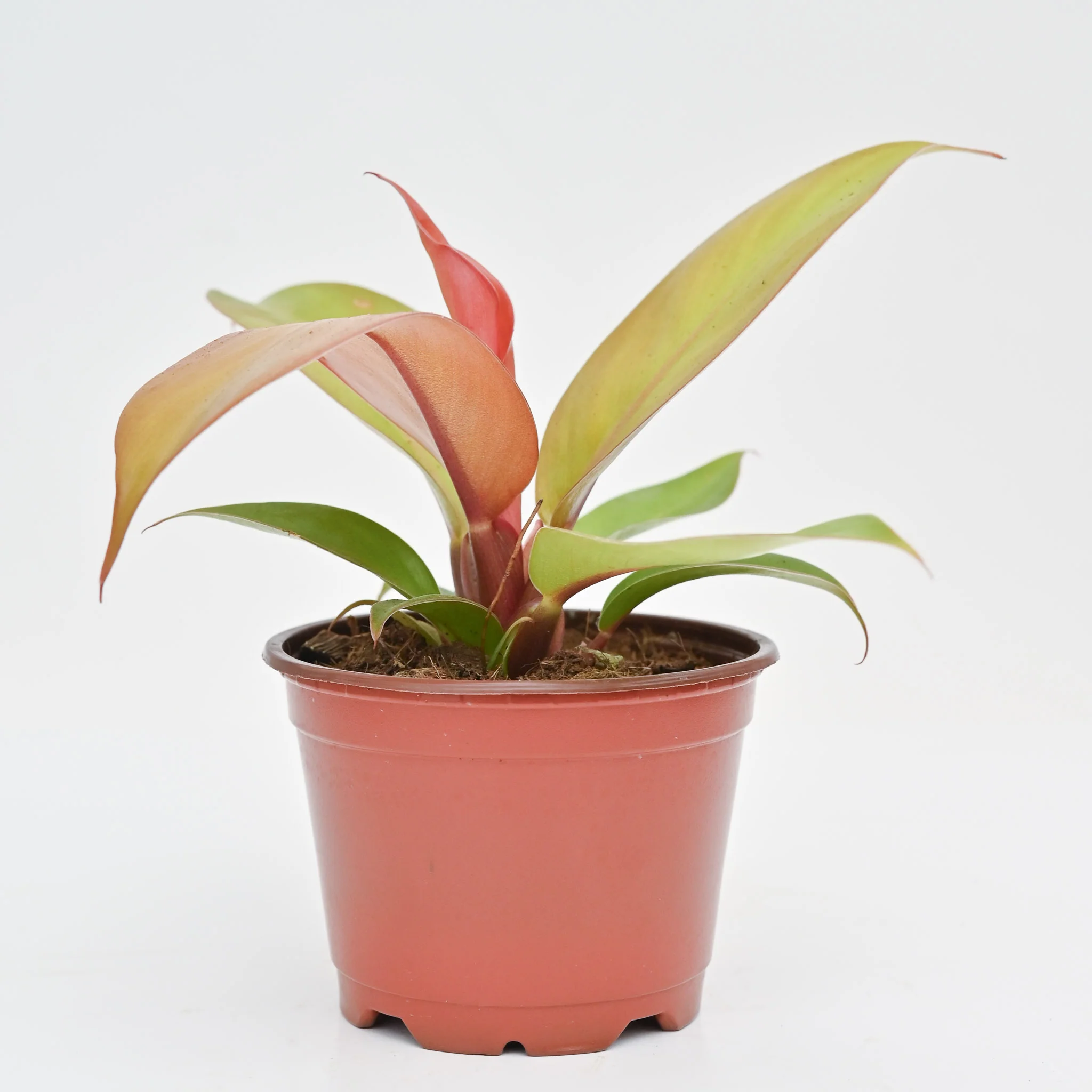 Philodendron 'Tangerine' - Image 2
