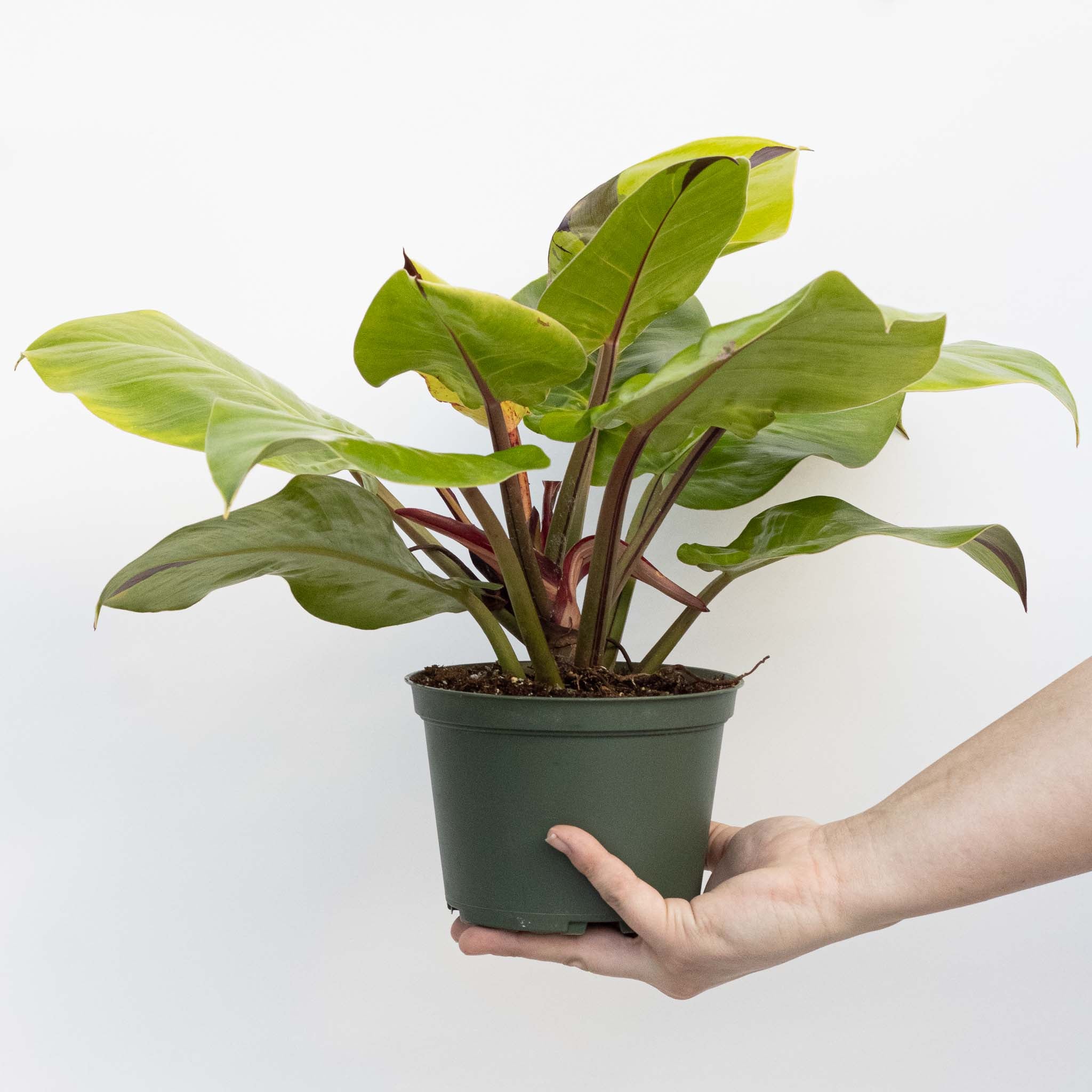 Philodendron Yellow Flame - Image 3