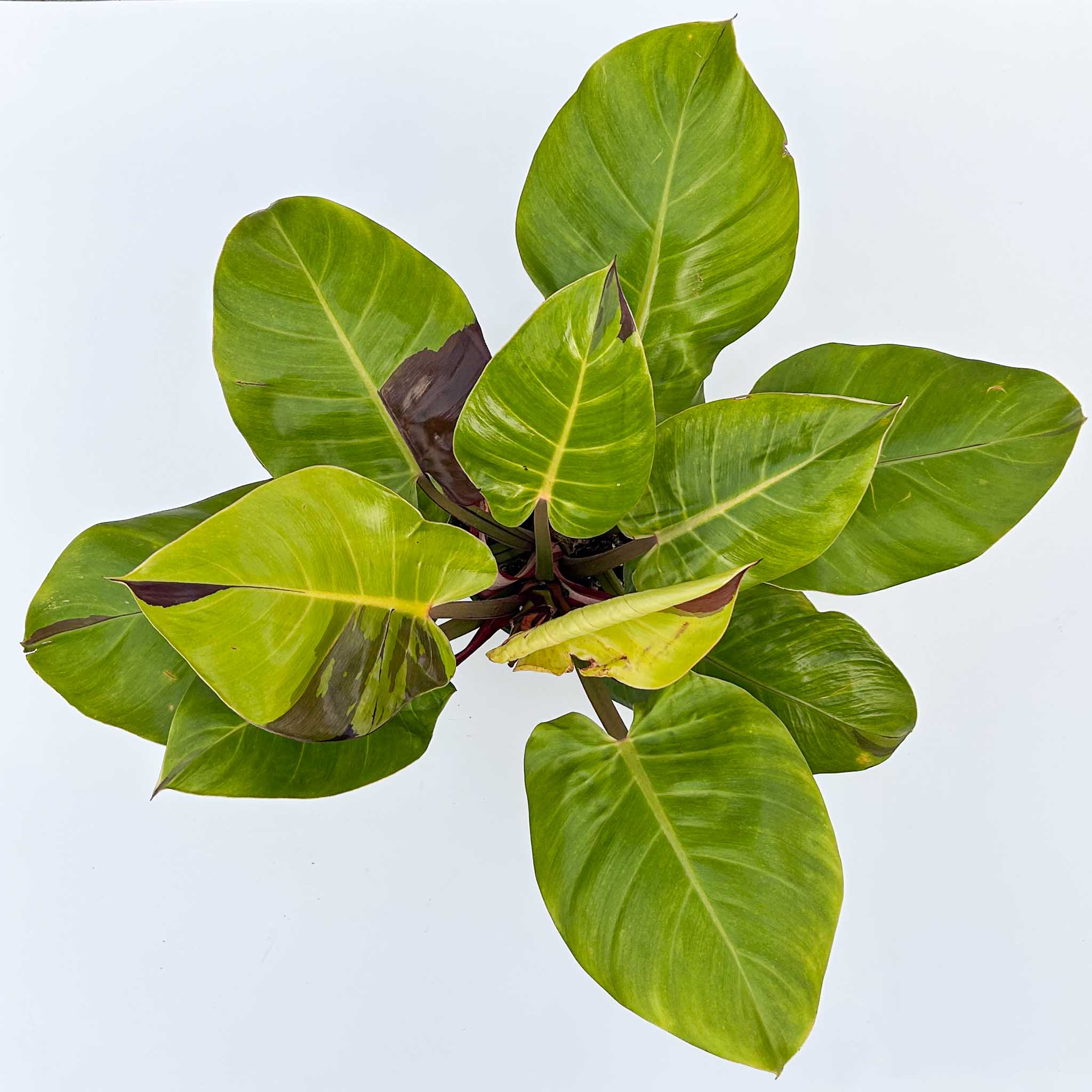 Philodendron Yellow Flame - Image 4