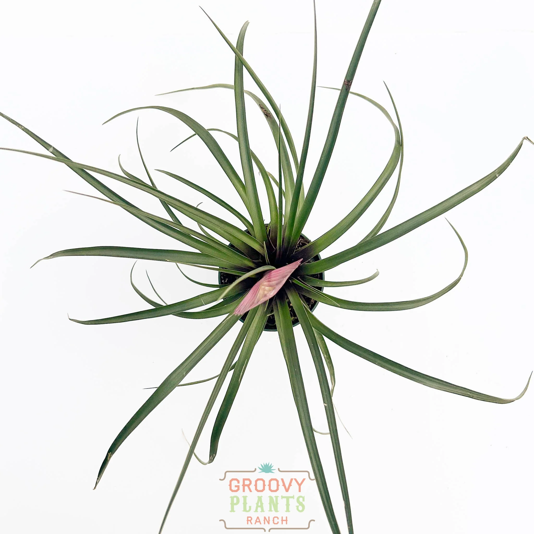 Pink Quill | Tillandsia Cyanea - Image 2