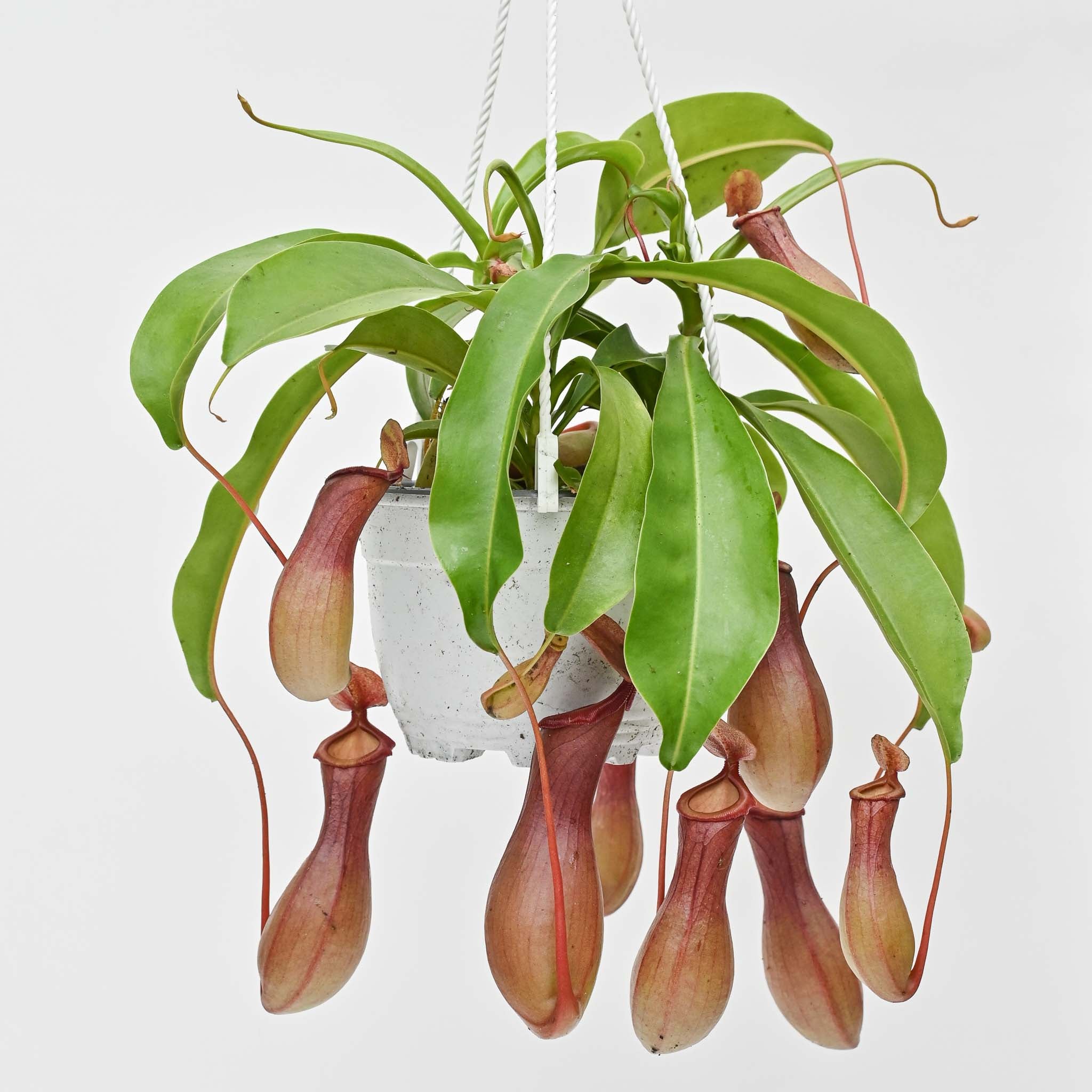 Pitcher Plant | Nepenthes 'Alata' - Image 2