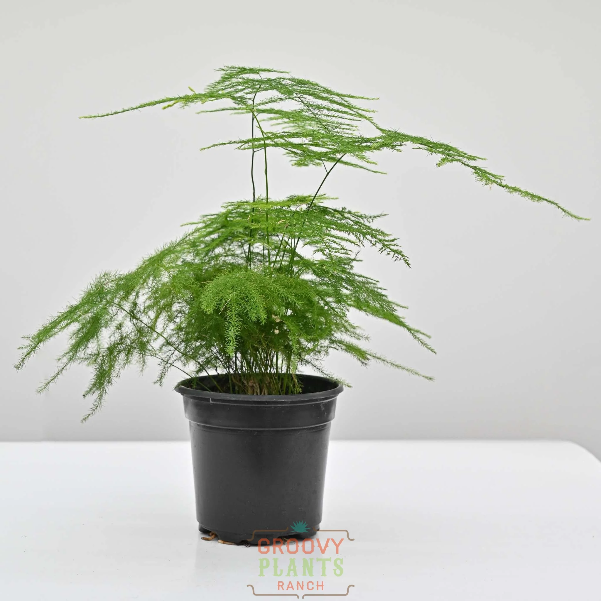 Plumosa Fern | Asparagus setaceus