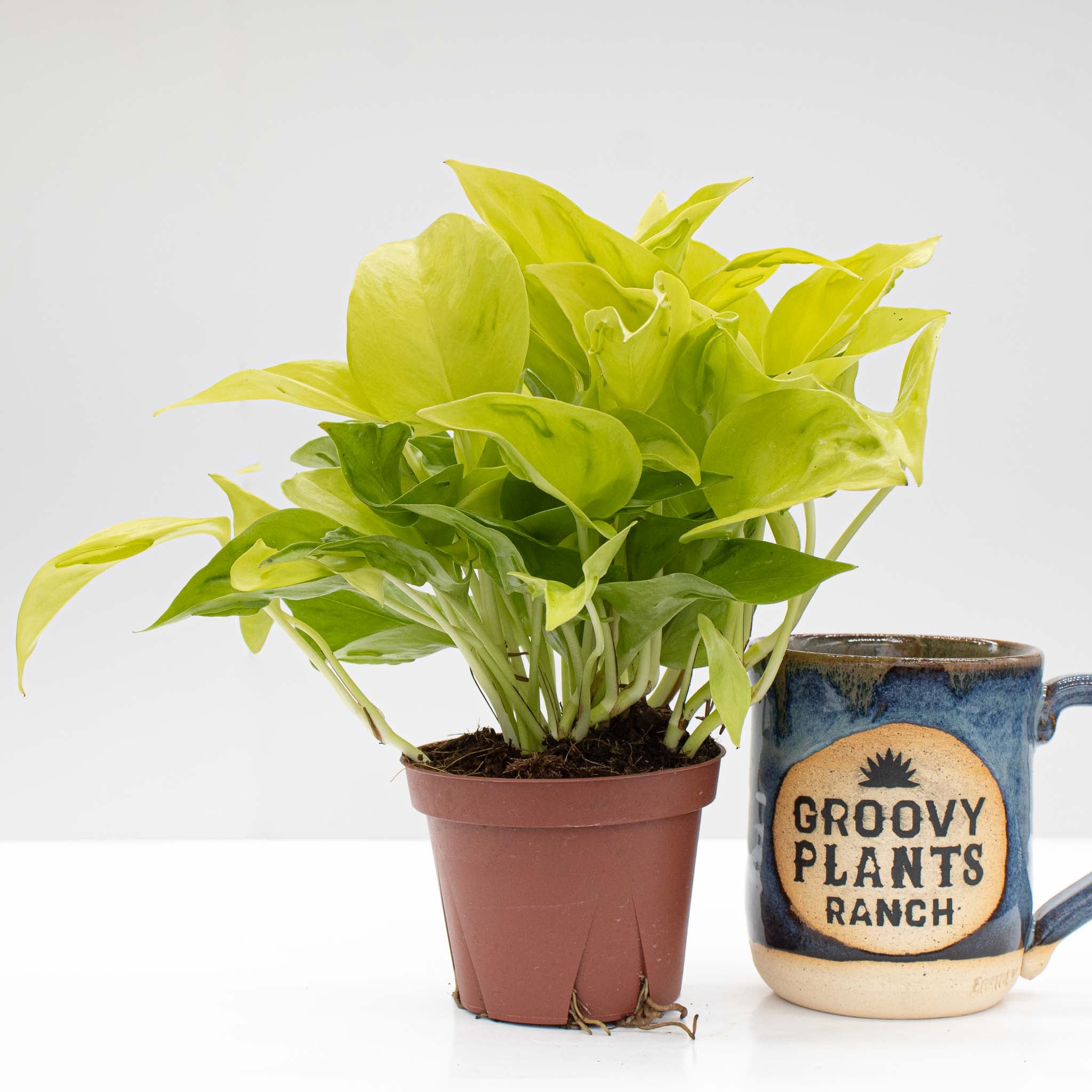 Pothos 'São Paulo' | Epipremnum aureum 'São Paulo' - Image 2
