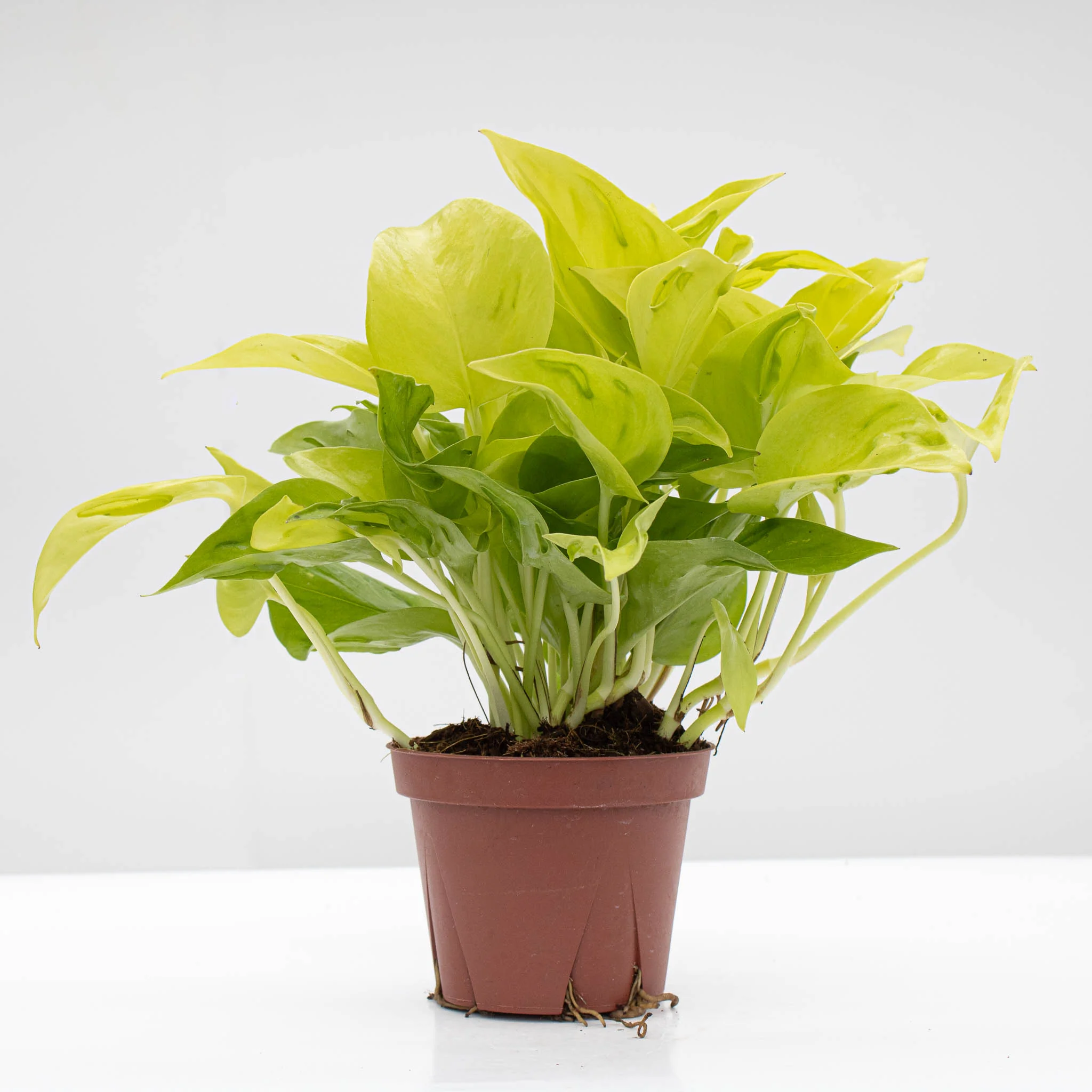 Pothos 'São Paulo' | Epipremnum aureum 'São Paulo' - Image 3