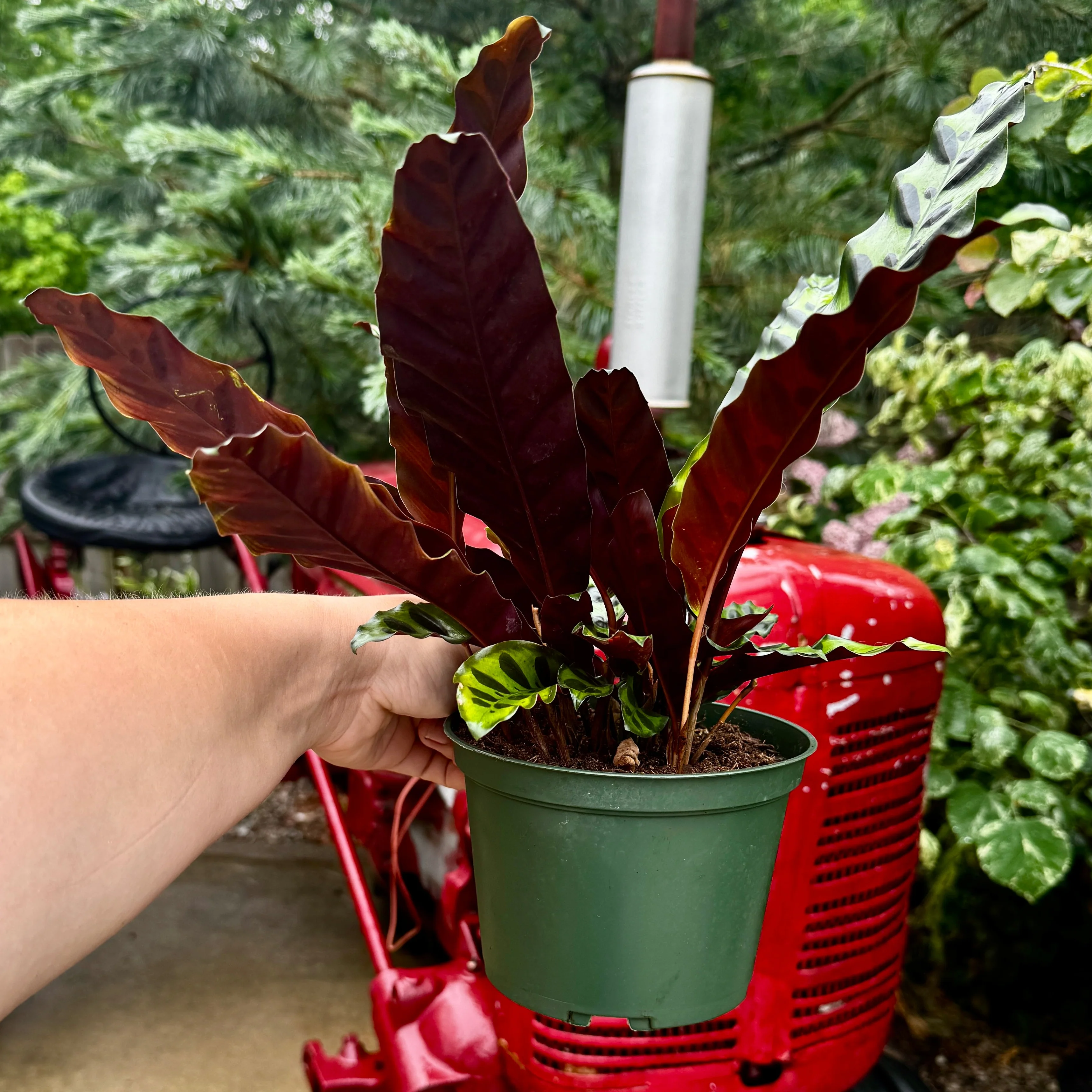Prayer Plant | Rattlesnake plant | Calathea Lancifolia - Image 3