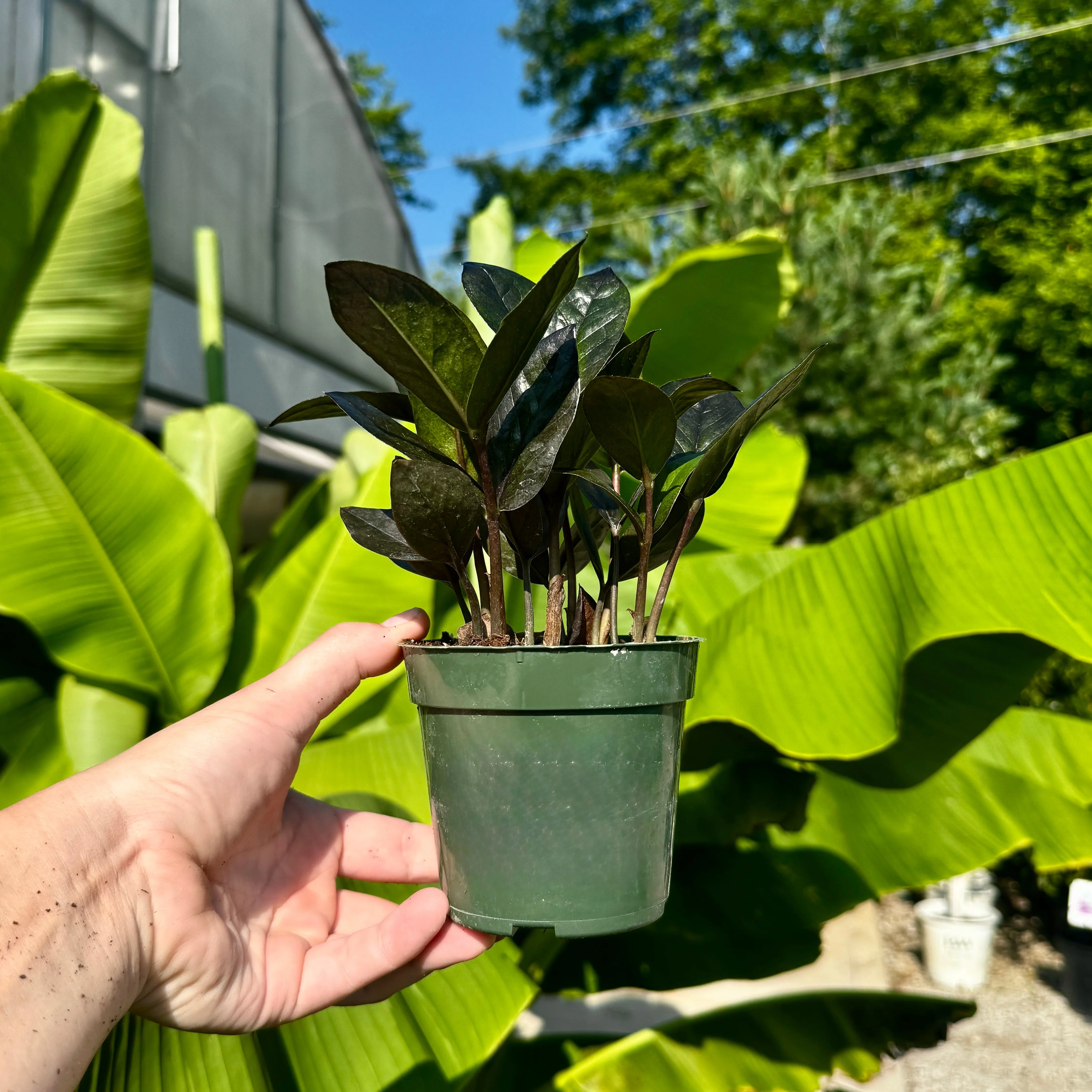 Black ZZ Plant | Zamioculcas zamiifolia 'Black' - Image 2