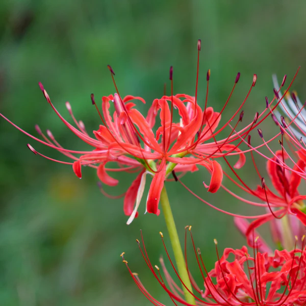 Red Spider Lily