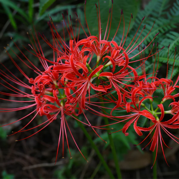 Red Spider Lily - Image 2