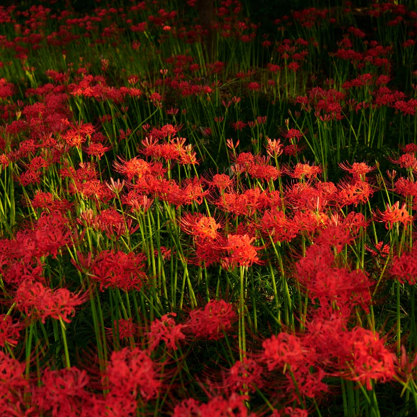 Red Spider Lily - Image 3
