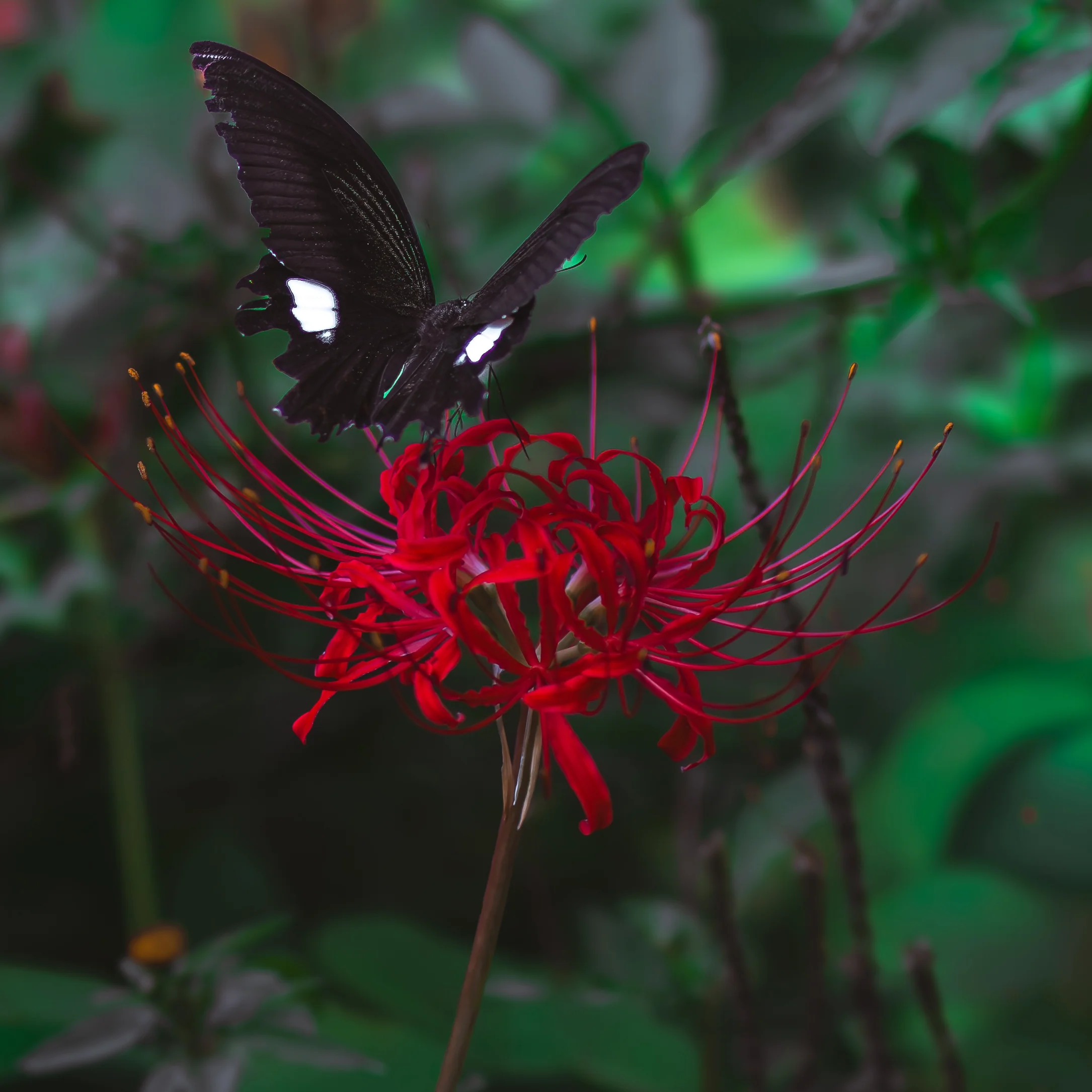 Red Spider Lily - Image 4