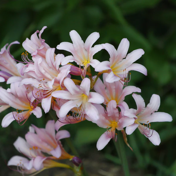 Resurrection Lily