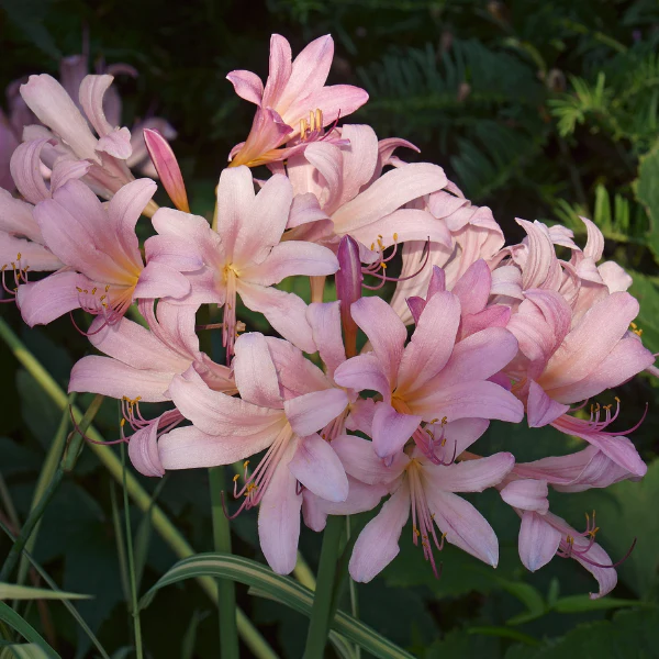 Resurrection Lily - Image 2