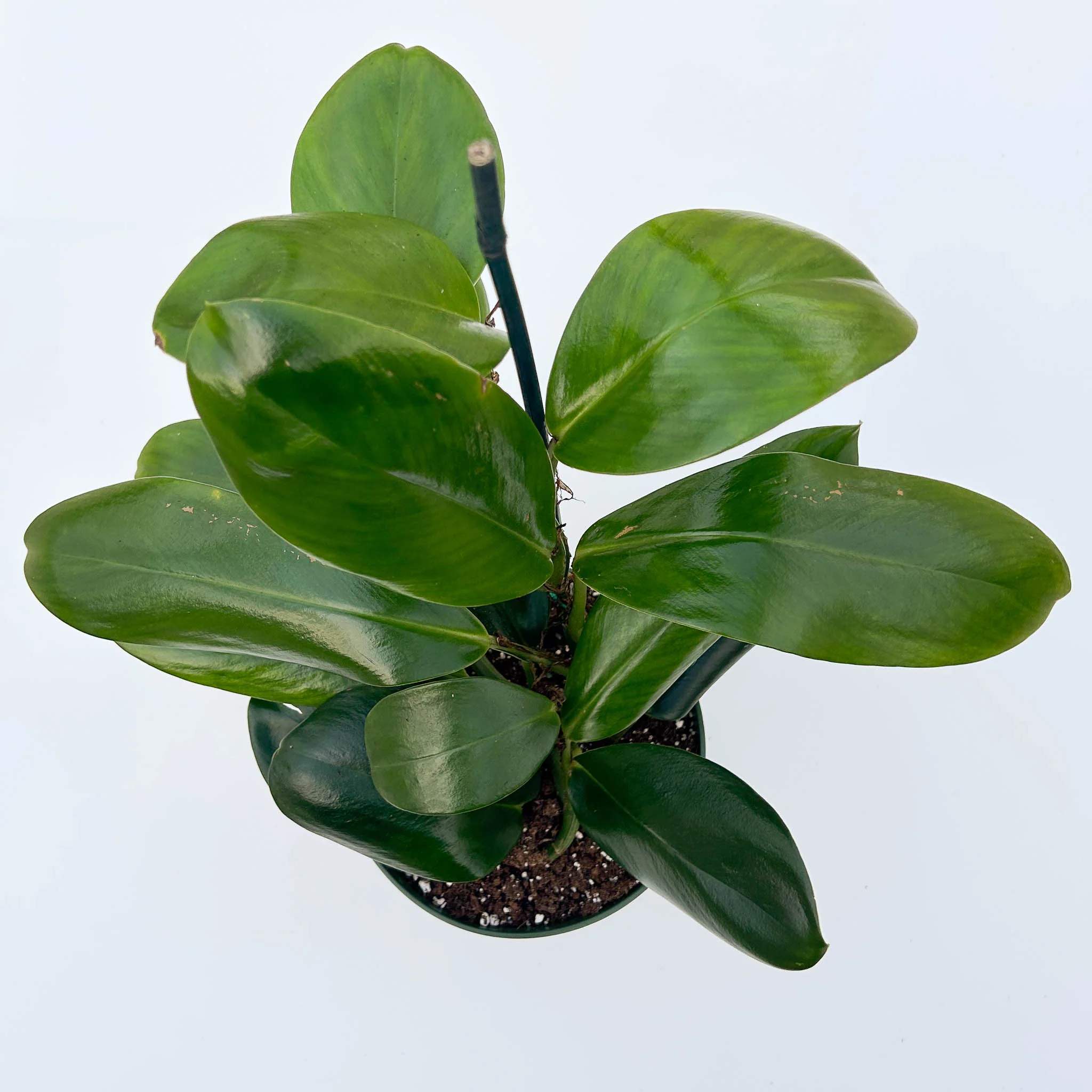 Rhaphidophera Hongkongensis - Image 3