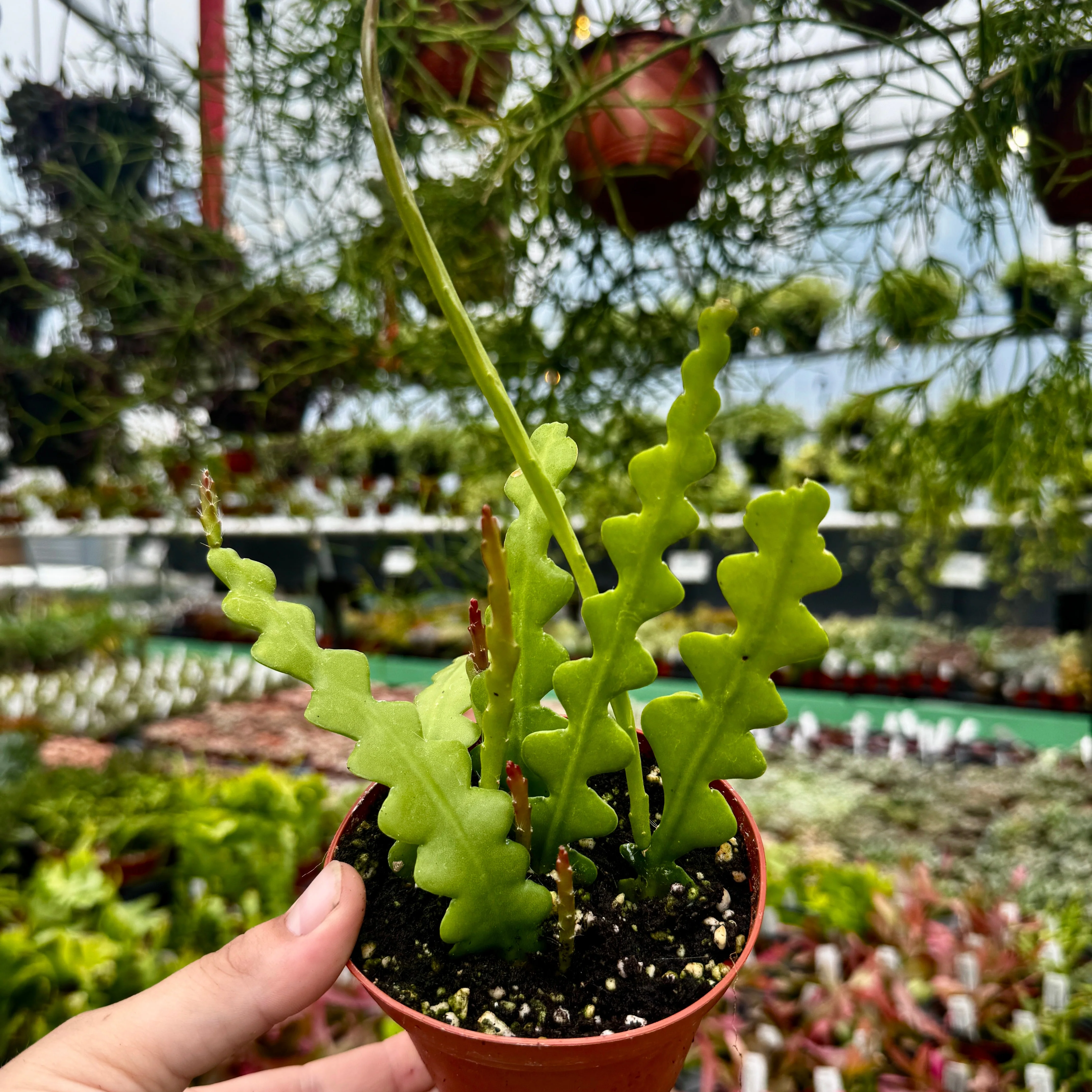 Fishbone Cactus | Ric Rac Cactus | Disocactus anguliger