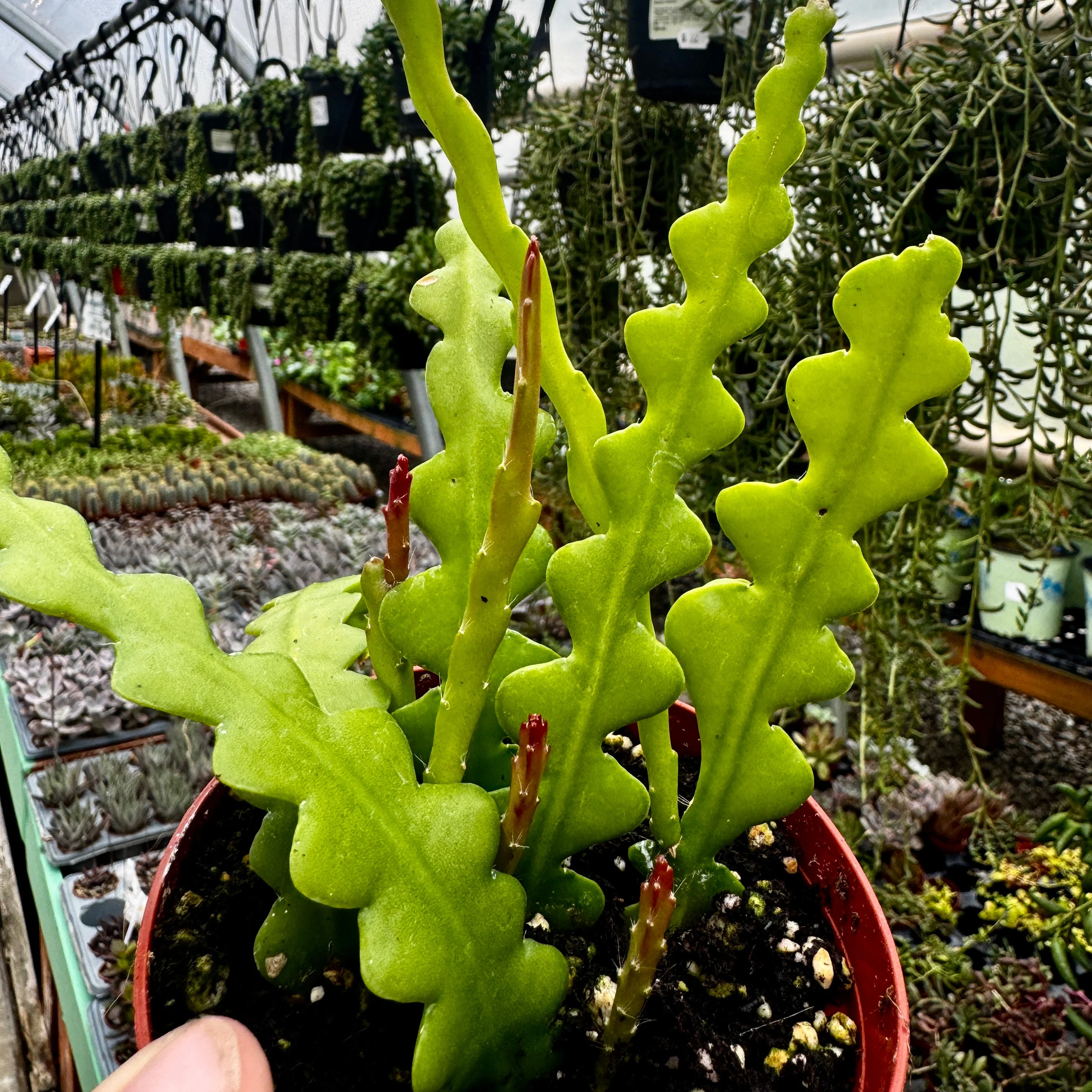 Fishbone Cactus | Ric Rac Cactus | Disocactus anguliger - Image 2