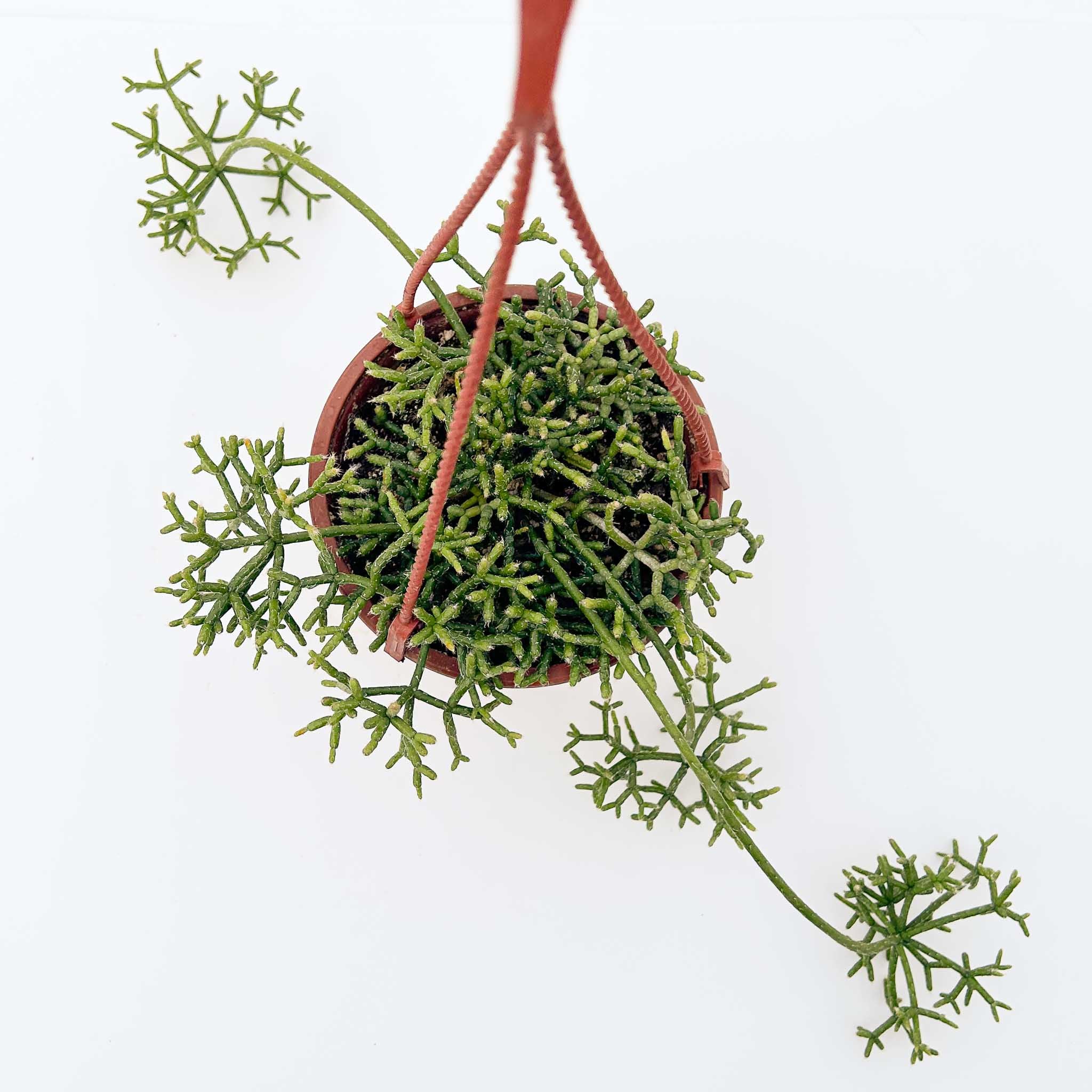 Rice Cactus | Rhipsalis cereuscula - Image 2