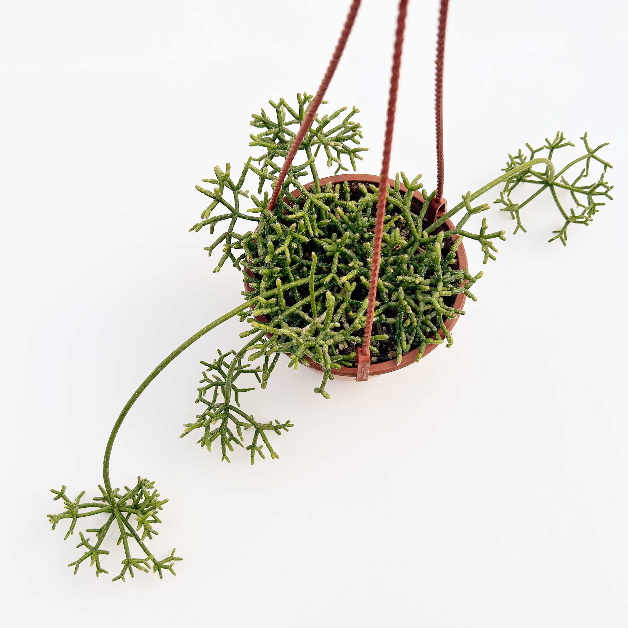 Rice Cactus | Rhipsalis cereuscula - Image 3