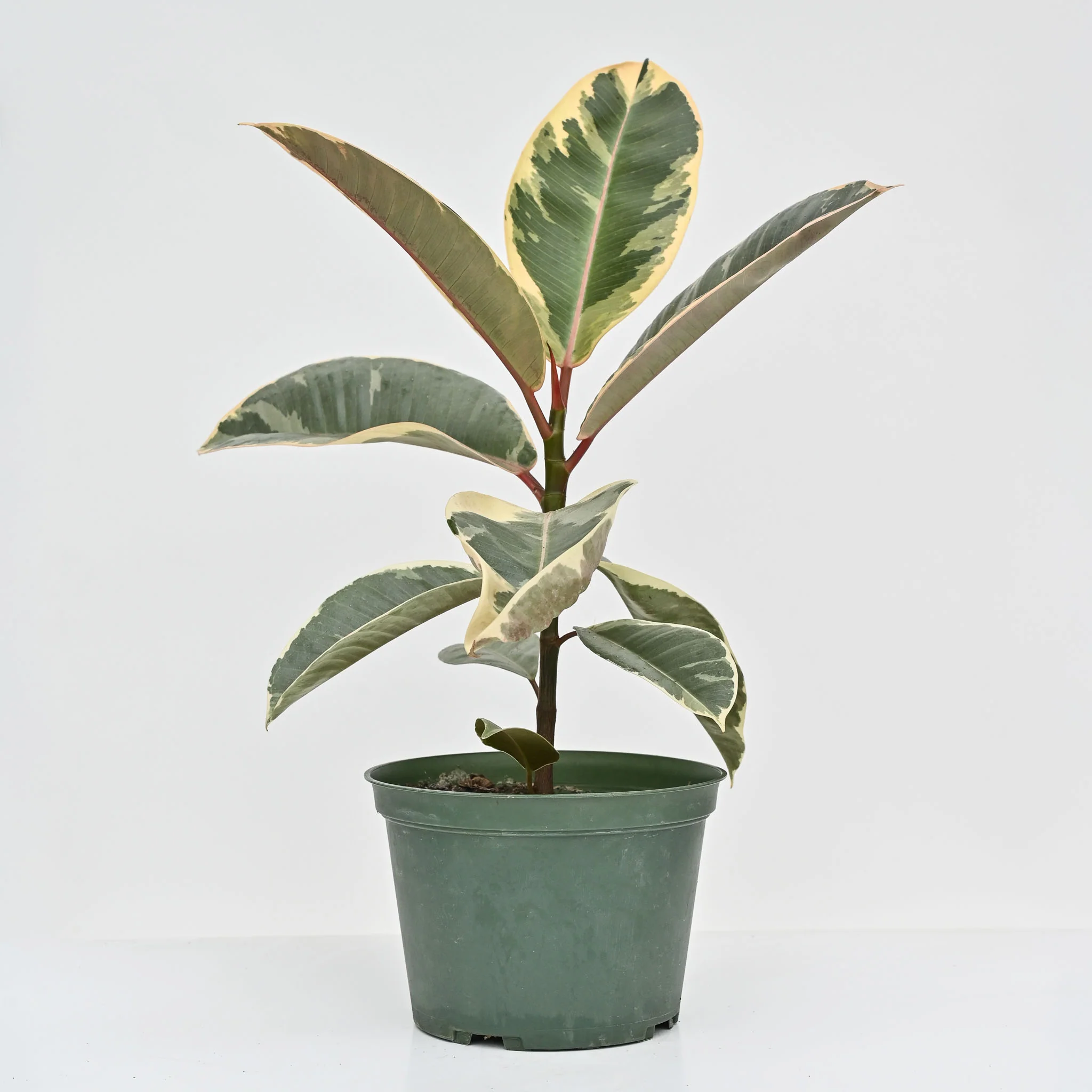 Rubber Tree | Ficus 'Tineke' - Image 2