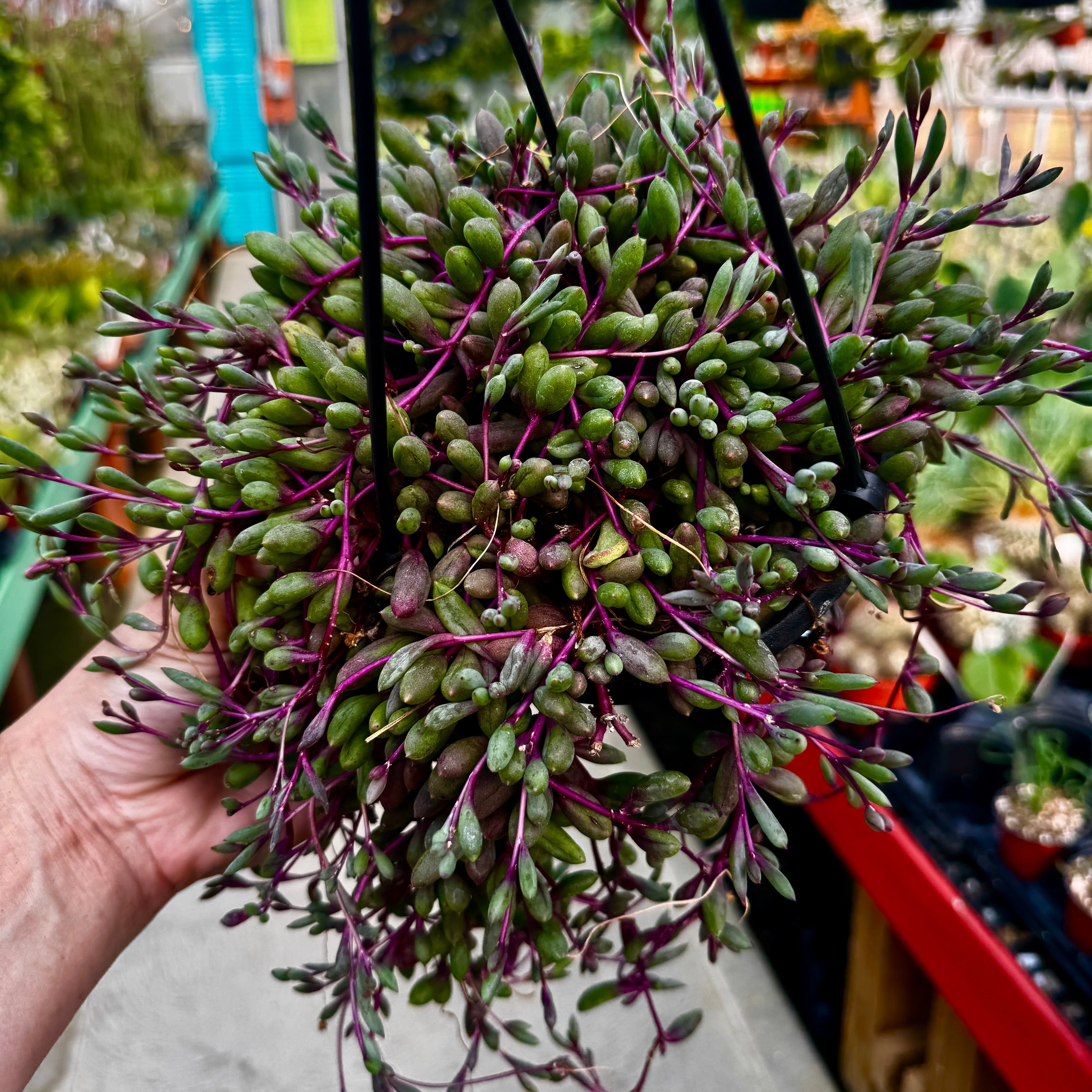 Ruby Necklace Hanging Basket | Othonna capensis - Image 2