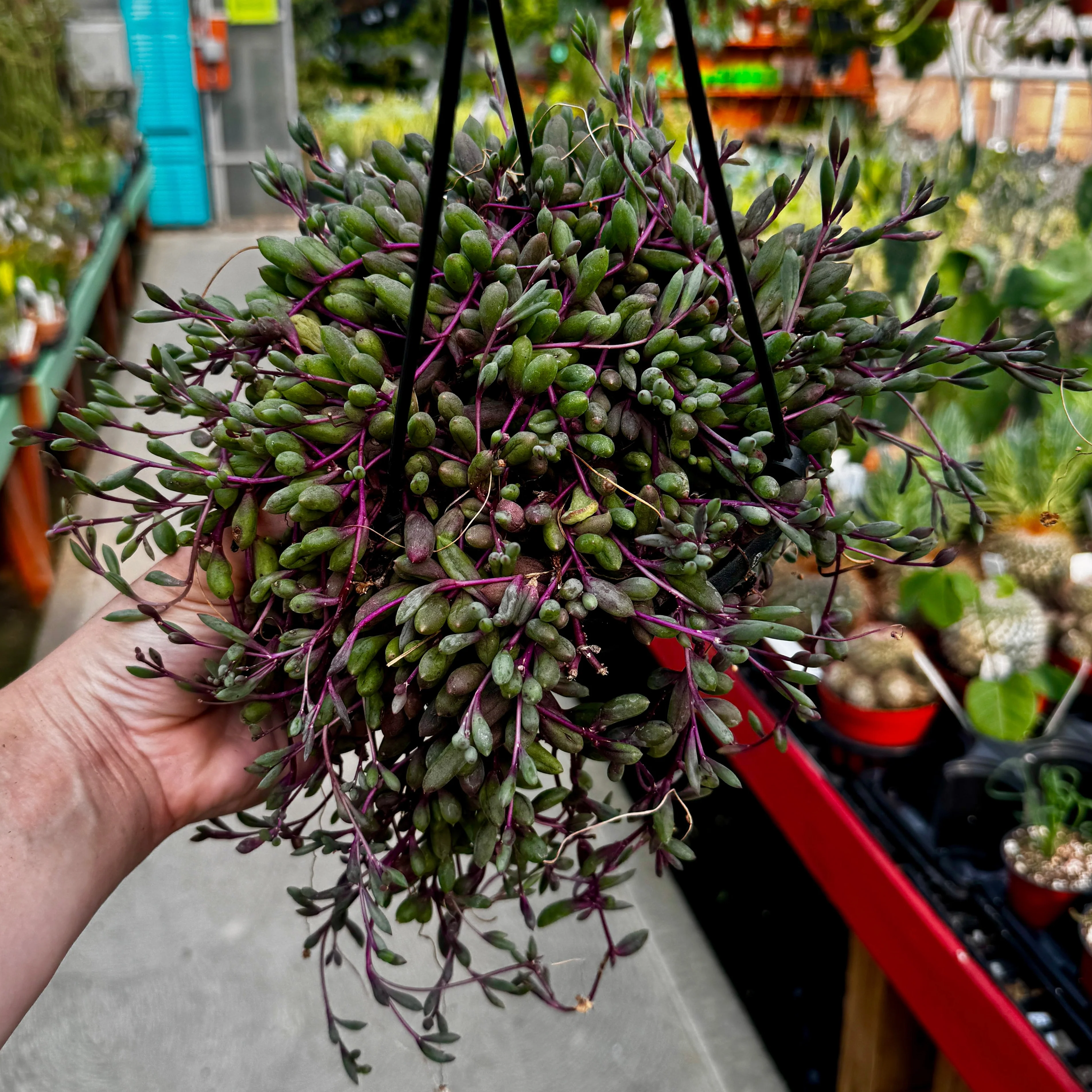 Ruby Necklace Hanging Basket | Othonna capensis - Image 3