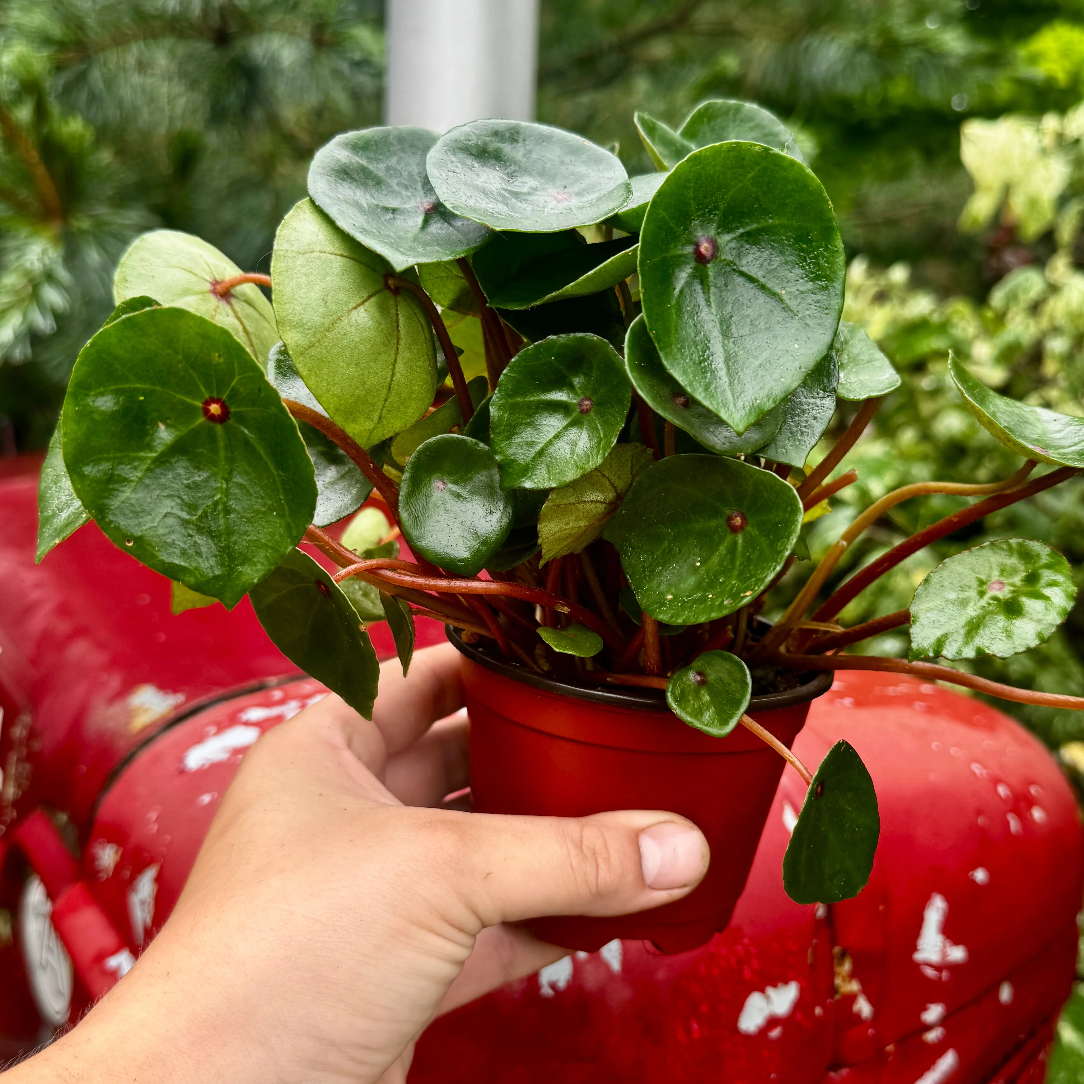 Bullseye Begonia| Ruby Red Begonia | Begonia conchifolia - Image 3