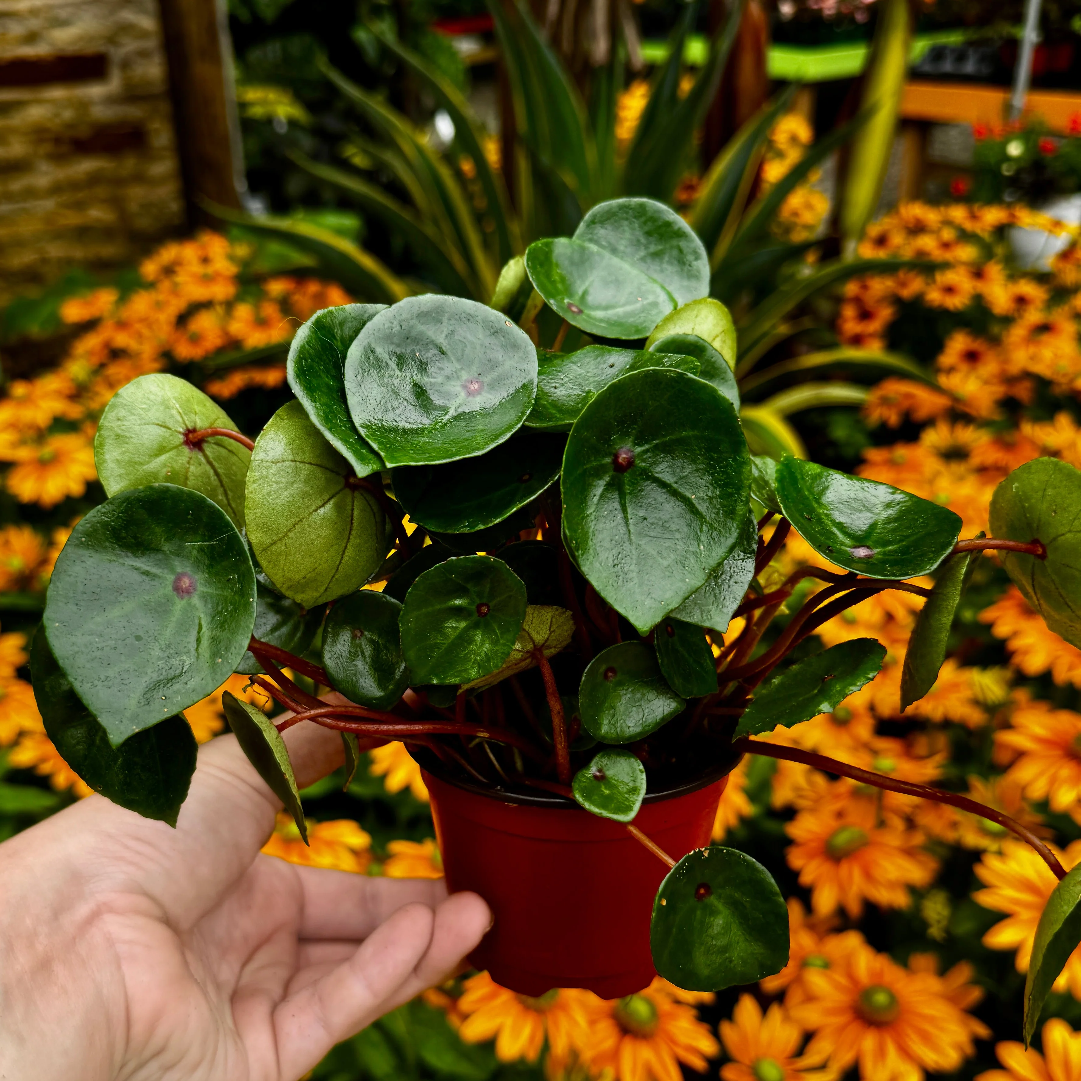 Bullseye Begonia| Ruby Red Begonia | Begonia conchifolia - Image 4