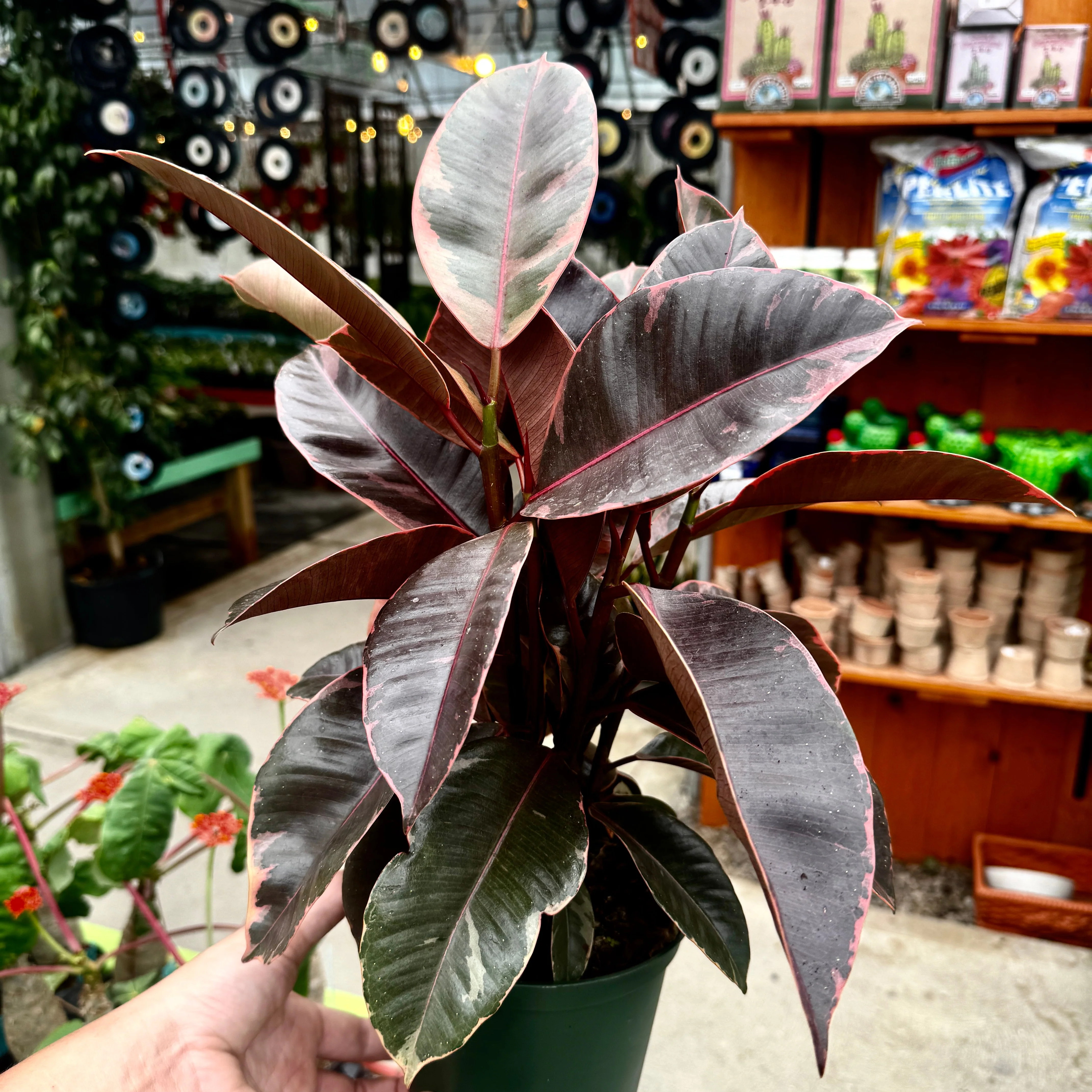 Ruby Rubber Tree | Ficus Elastica 'Ruby' - Image 2