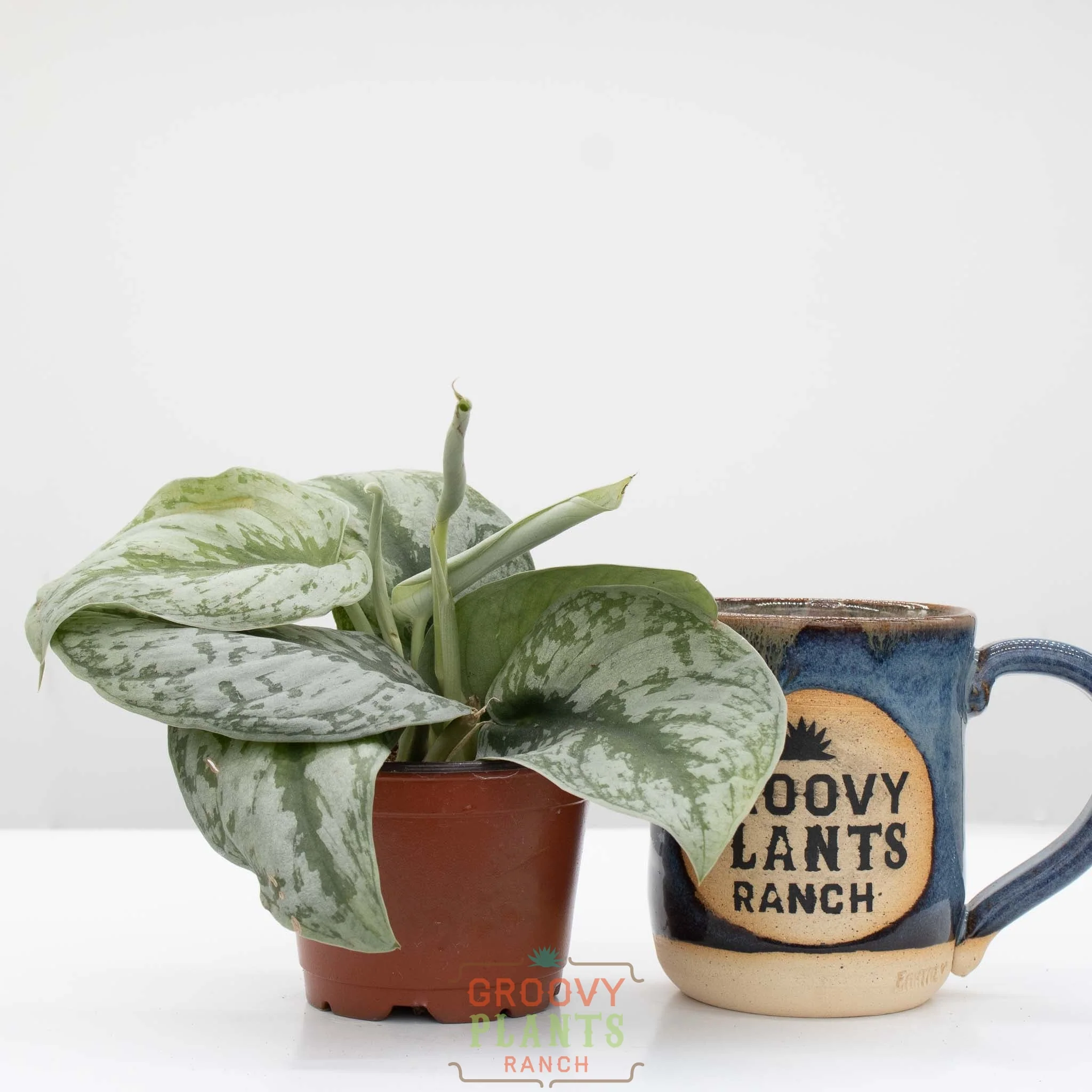 Satin Pothos | Scindapsus pictus 'exotica' 4" pot - Image 2