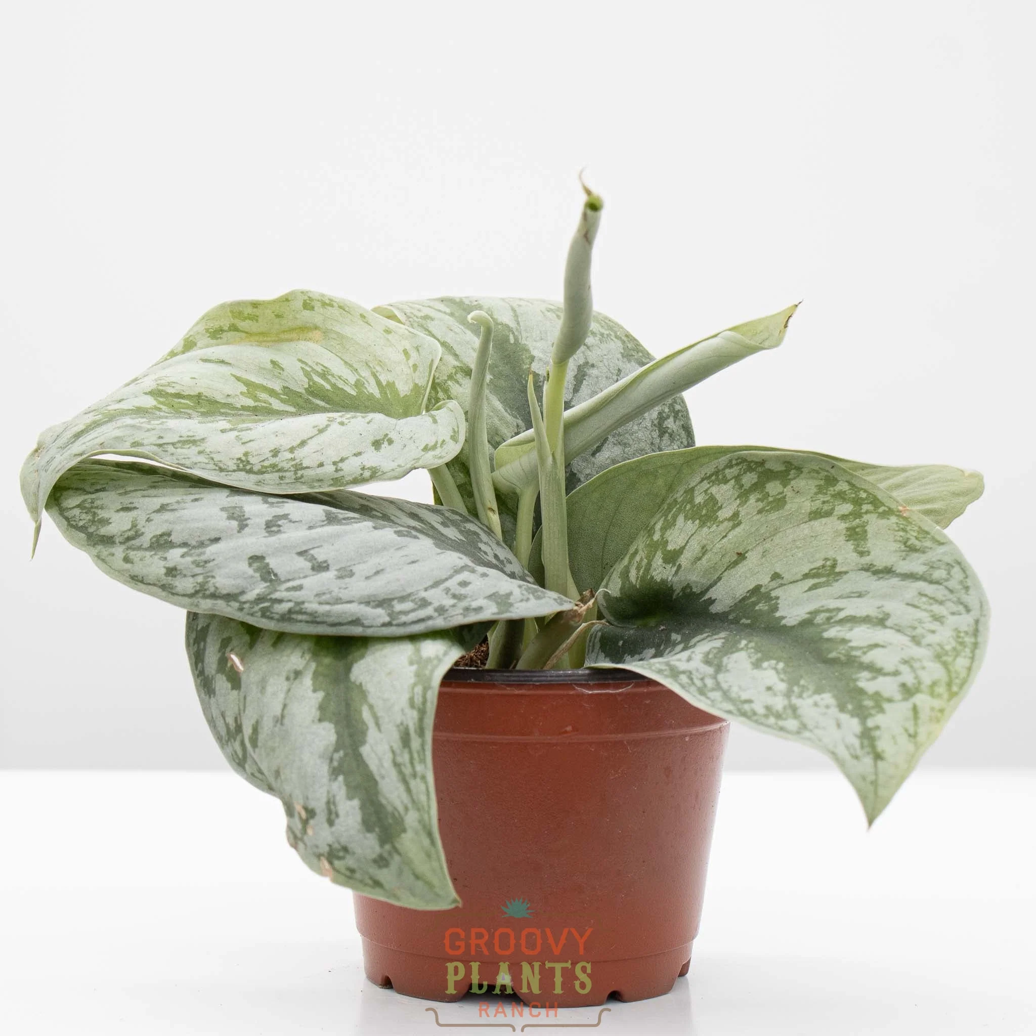 Satin Pothos | Scindapsus pictus 'exotica' 4" pot - Image 3