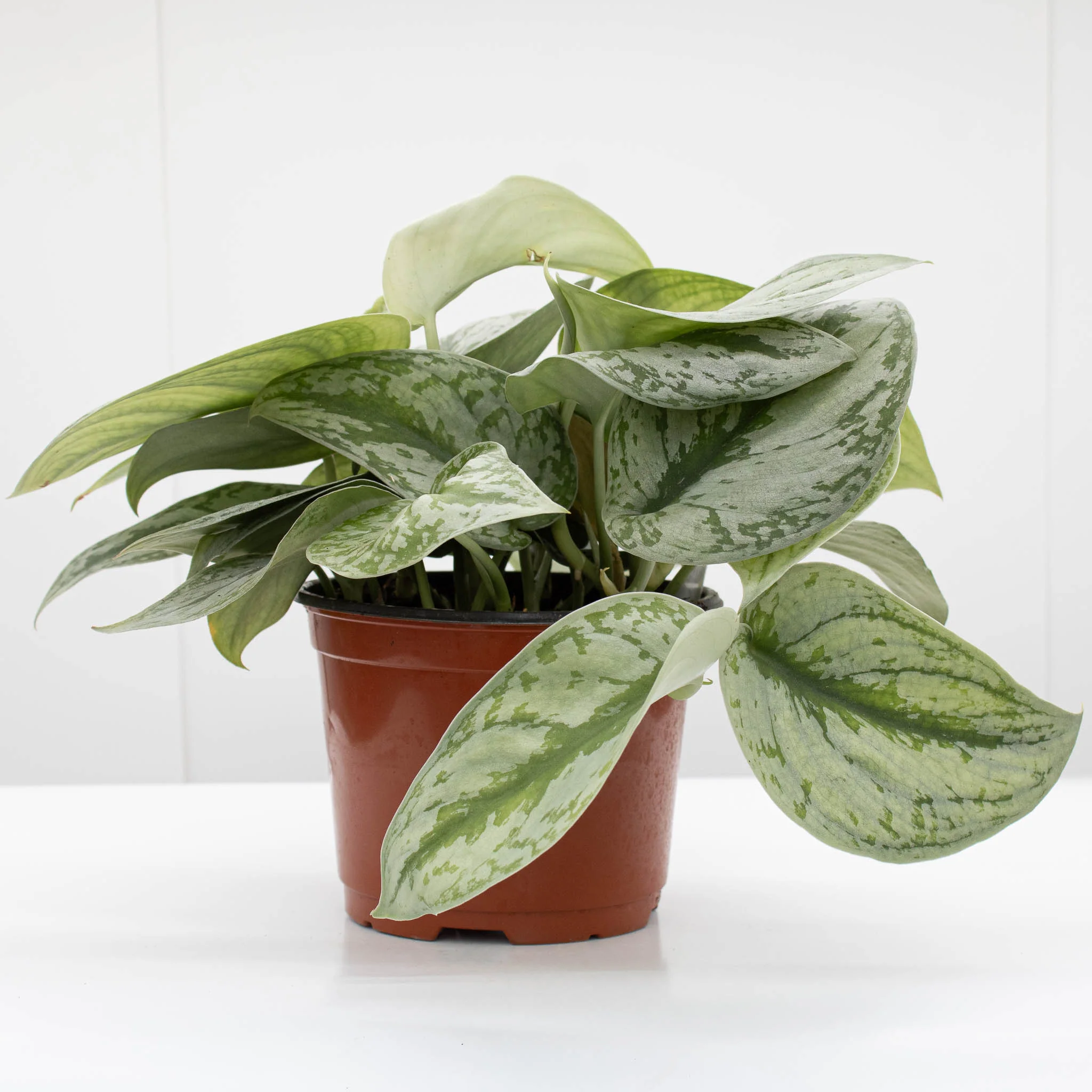 Satin Pothos | Scindapsus pictus 6" pot - Image 2