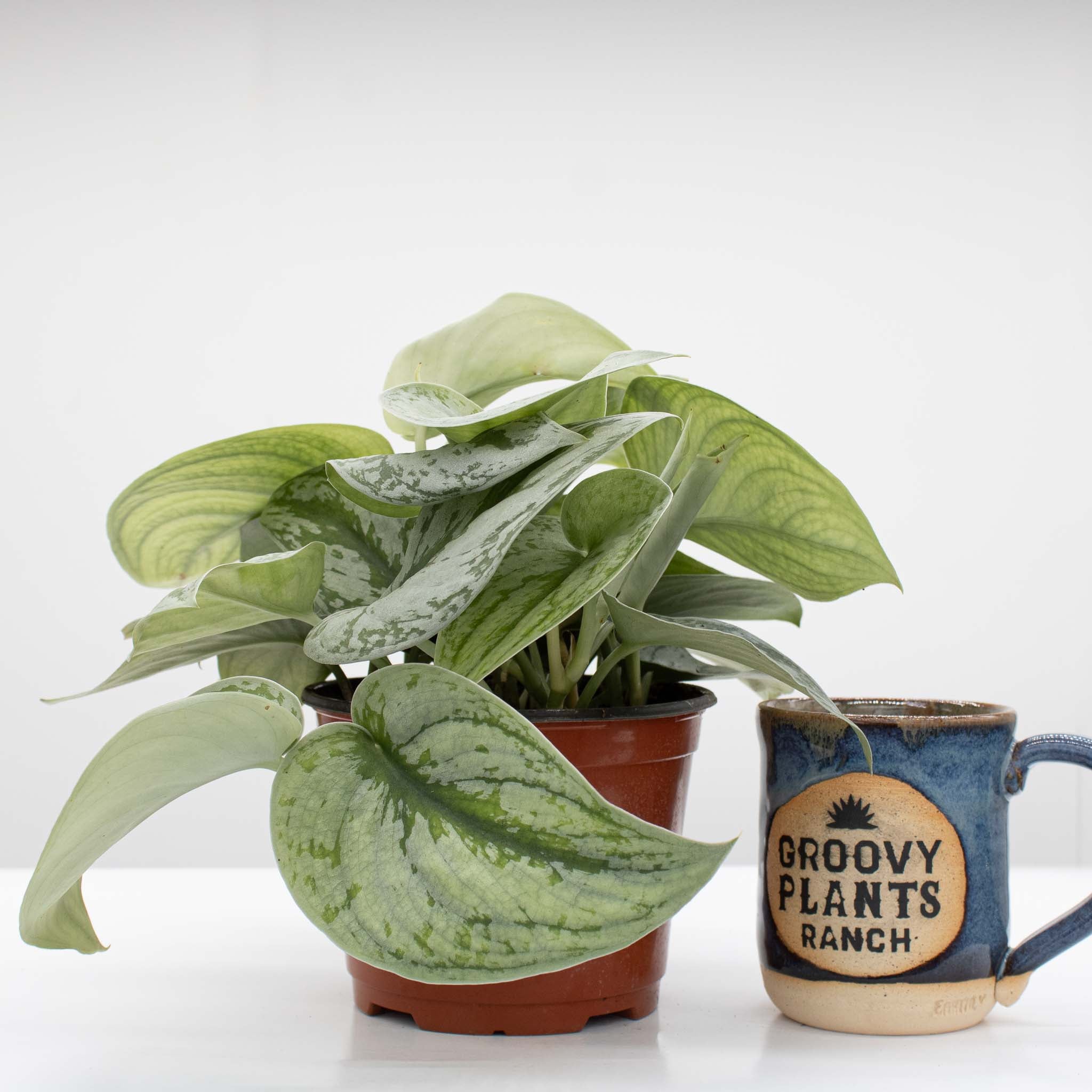 Satin Pothos | Scindapsus pictus 6" pot - Image 3