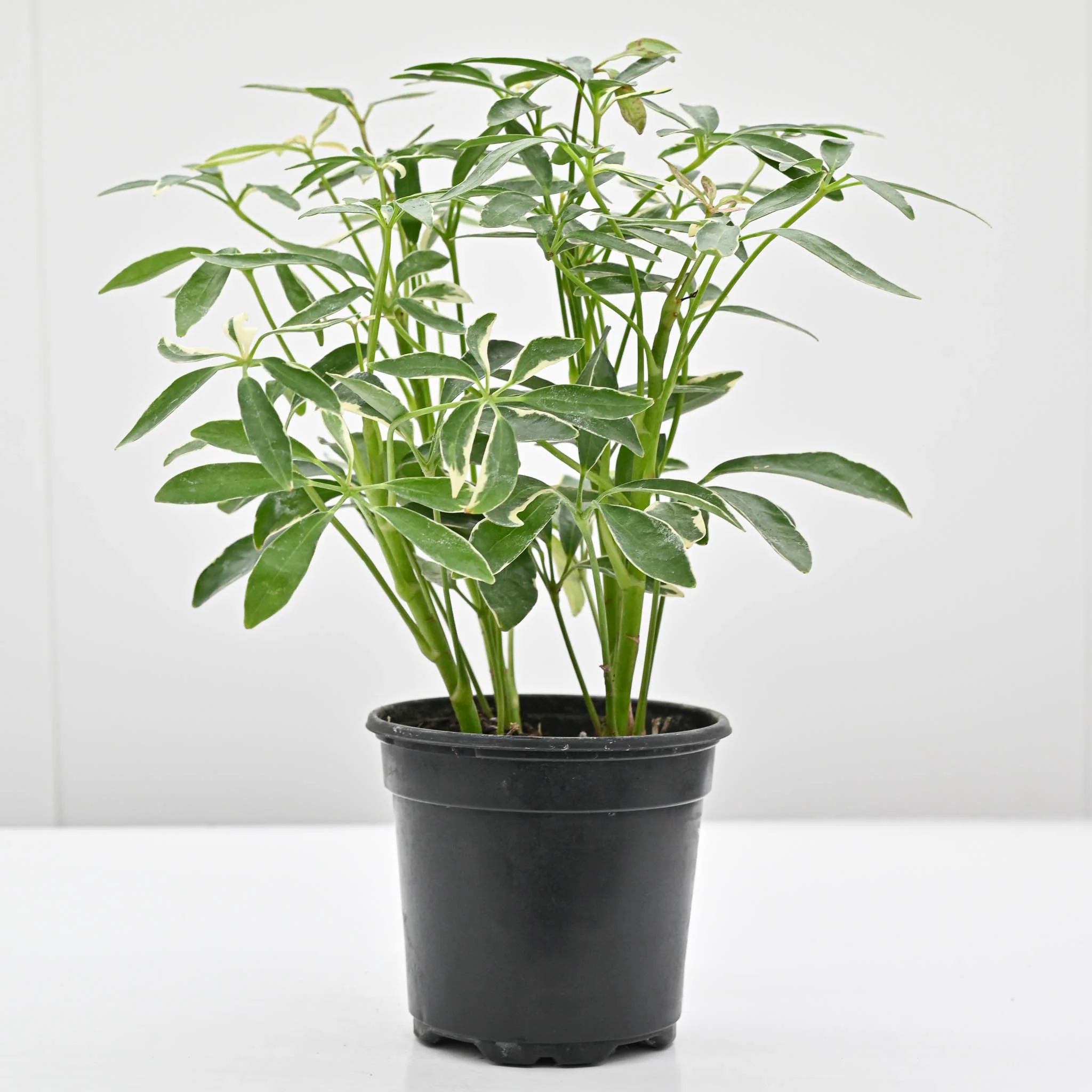 Scheffelera Arboricola 'Moondrop' - Image 2