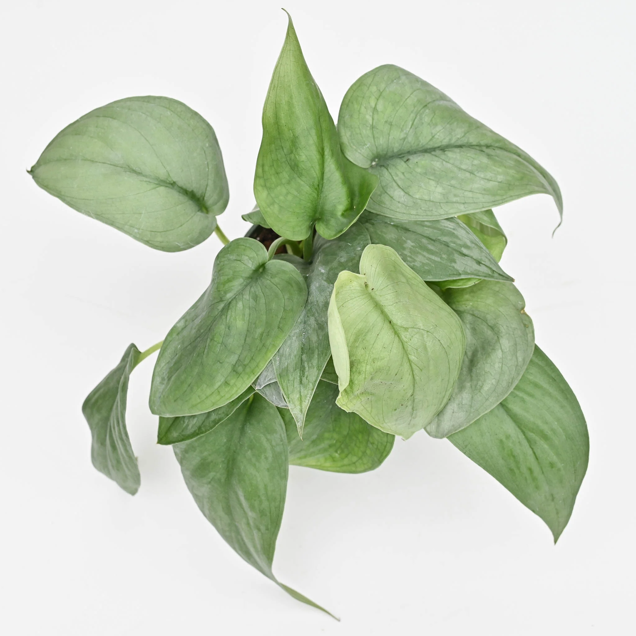 Scindapsus 'Platinum'