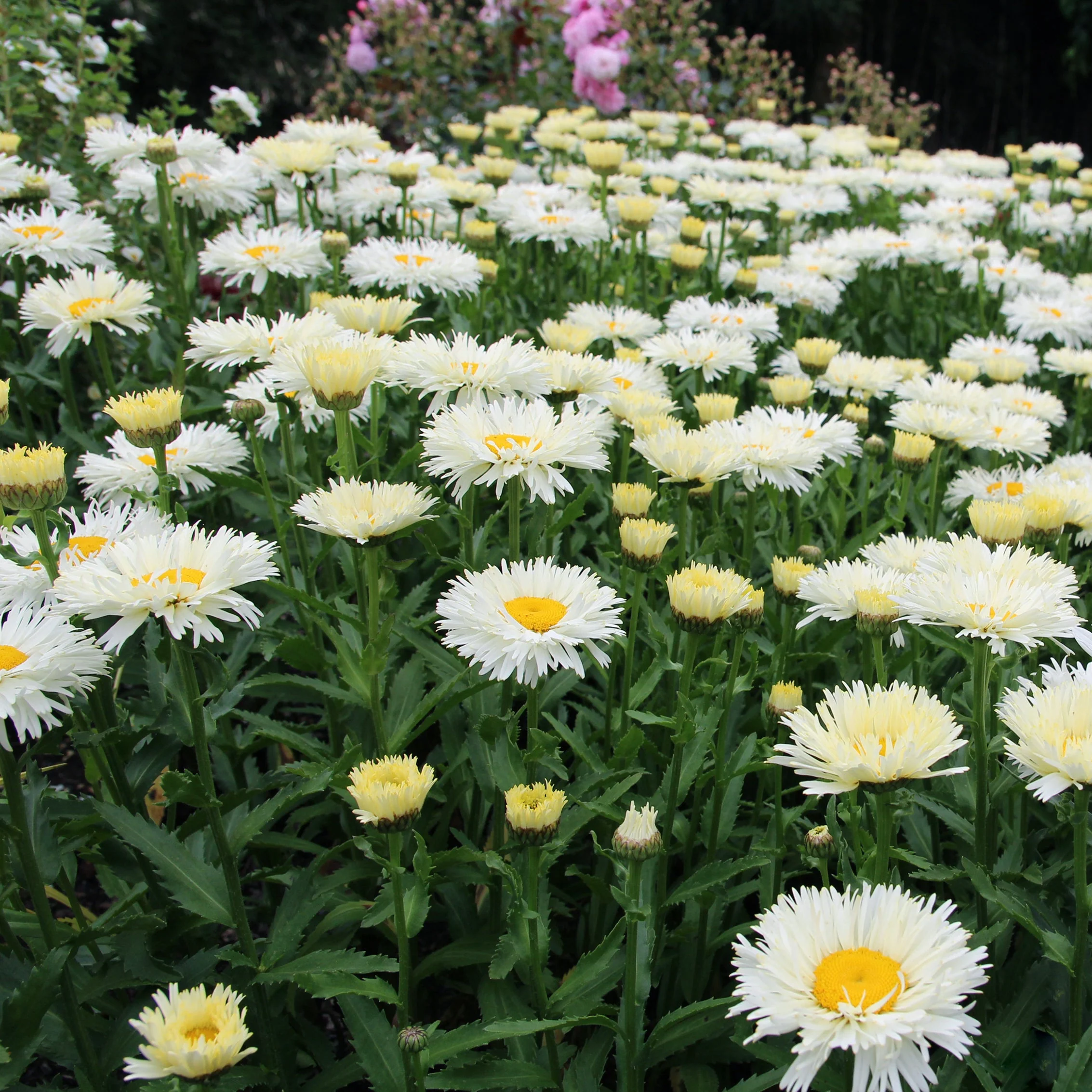 Shasta Daisy 'Coconut' - Image 2