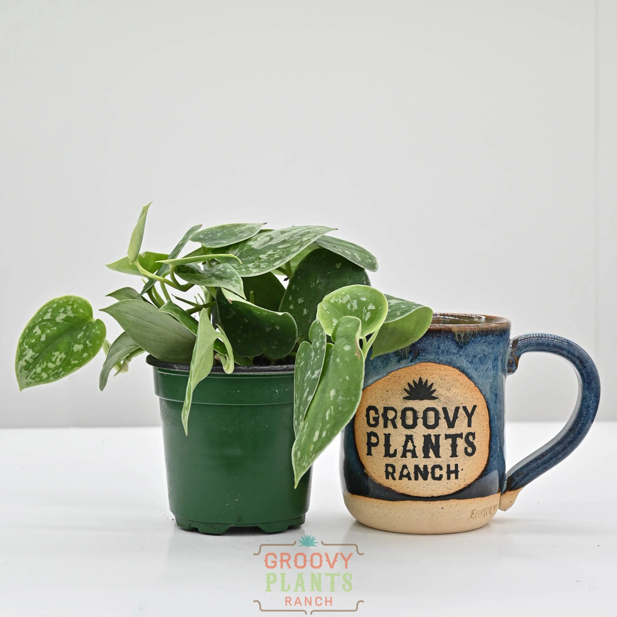 Silver Ann Pothos | Scindapsus pictus 'Silvery Ann' 4" pot - Image 2