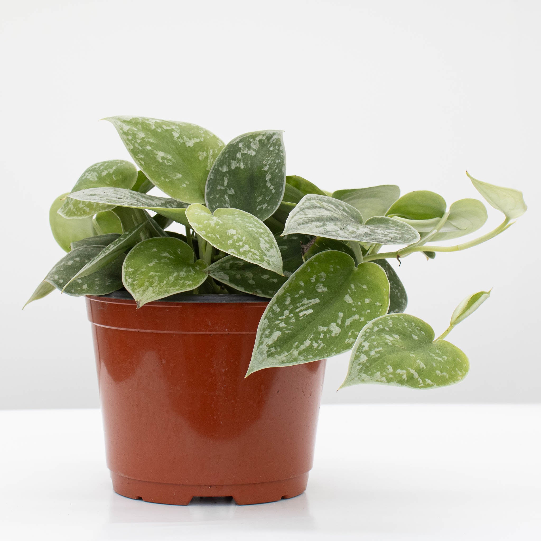 Silver Ann Pothos | Scindapsus pictus 'Silvery Ann' 6" pot - Image 2